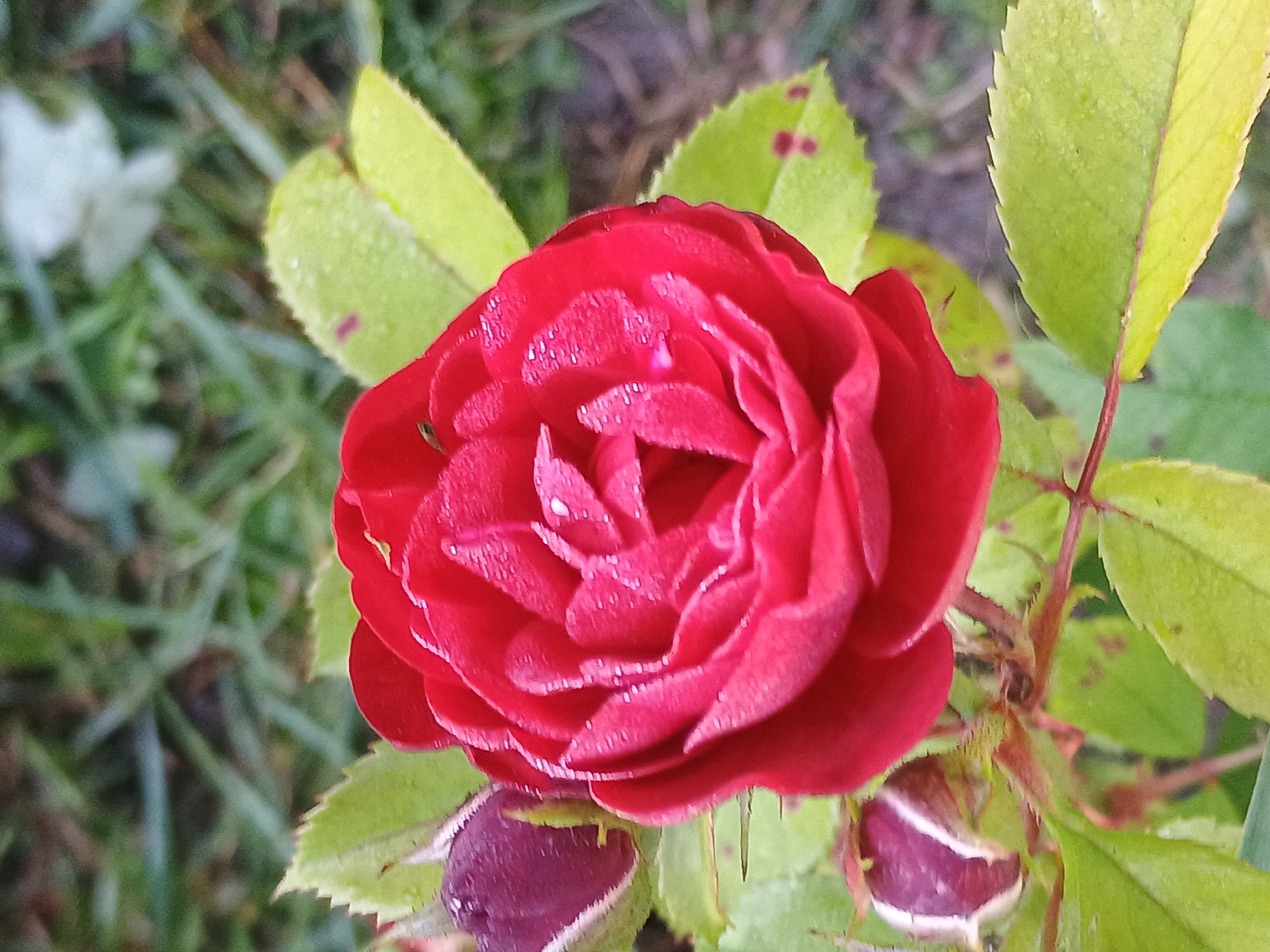 A close-up, eye-level shot captures a vibrant red rose in full bloom, its petals glistening with dew. To the left of the rose, two dark purple rosebuds are visible. The rose and buds are surrounded by bright green leaves, some of which also show dew drops. The background is a blurred mix of green grass and darker soil. The scene is likely outdoors, possibly in a garden. The image was taken in Kliushnykivka, Ukraine.