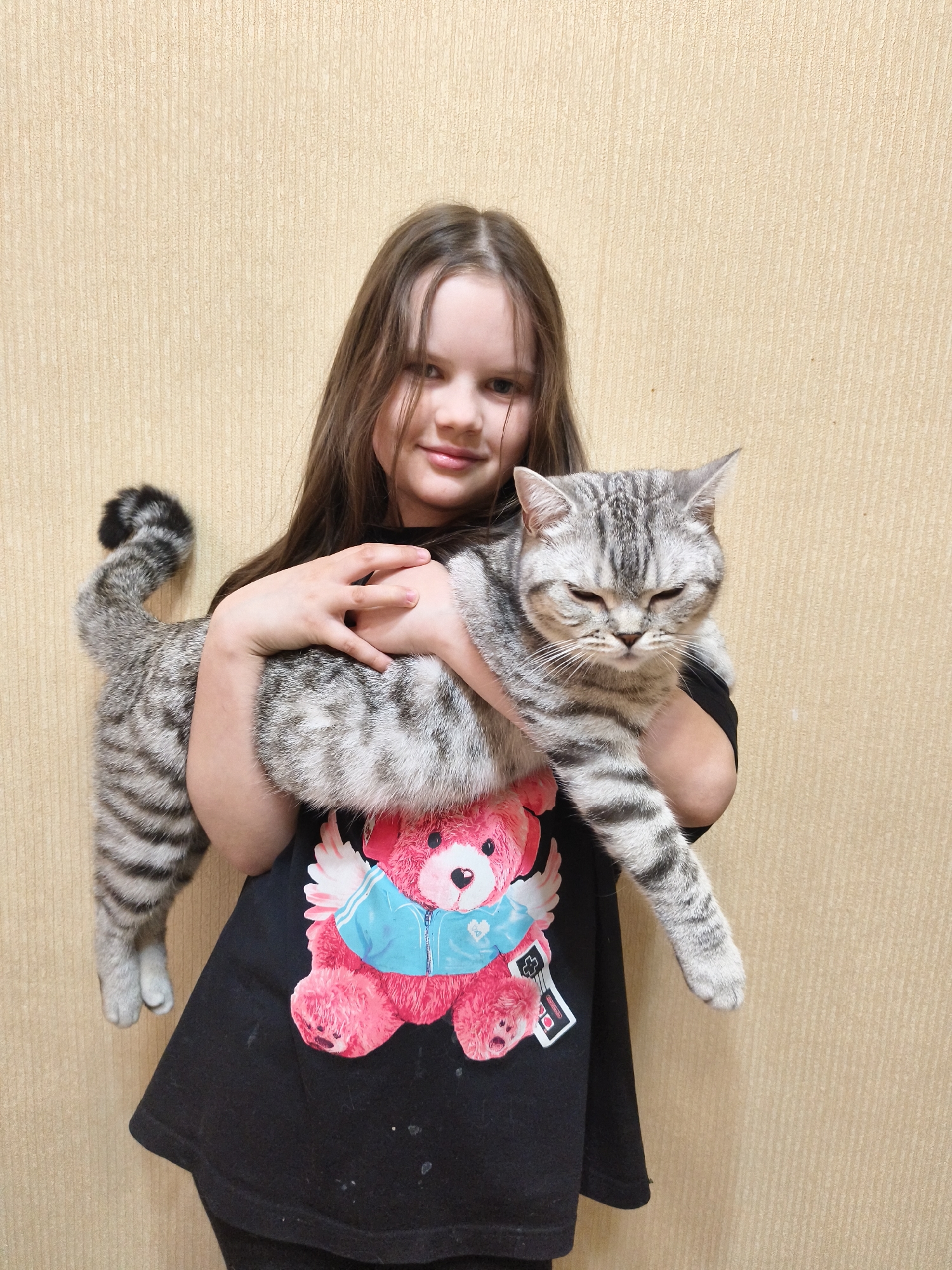 A young girl stands indoors, holding a grey tabby cat. The girl has long brown hair and is wearing a black t-shirt with a pink teddy bear graphic. The cat appears to be a Scottish Straight, with grey and white stripes. The background consists of a beige wall. The location is in the city of Unknown, Unknown.