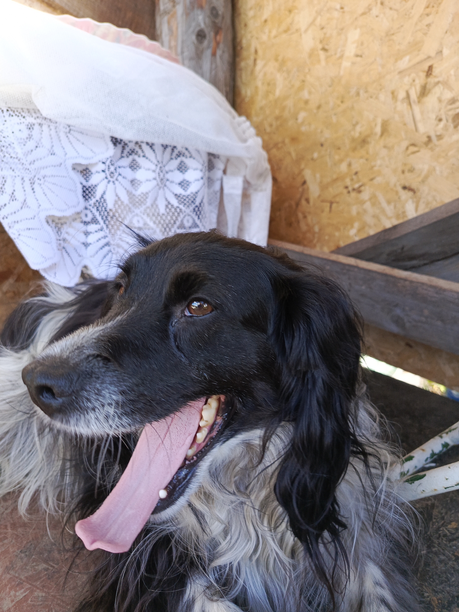 A medium shot captures a black and white dog panting with its tongue hanging out, resting in a dimly lit area. The dog's fur is a mix of black and grey, with long strands framing its face. Its eyes are a dark brown, and its mouth is open, revealing pink gums and teeth. Behind the dog, a white lace fabric drapes over a wooden structure. The background consists of a rough, textured wooden wall, possibly particleboard, and a dark wooden beam. The ground beneath the dog appears to be reddish-brown. The scene is outdoors, given the natural light and the wooden construction which suggests a shed or outdoor seating area.