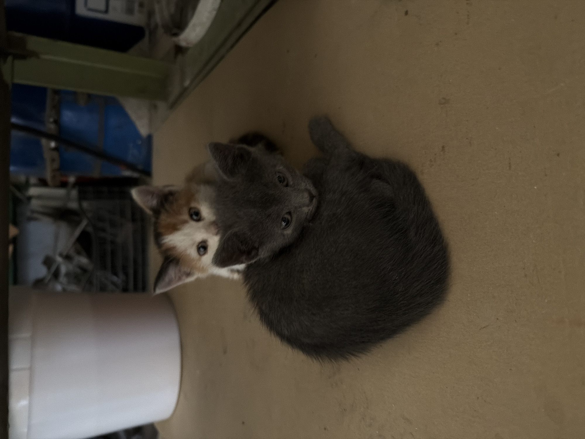 The image, taken in Chervena voda, Bulgaria, captures two young kittens resting together on a plain, light brown surface, likely a floor or inside a large container. The photograph is oriented vertically, showing the kittens from an overhead perspective.
The primary subjects are two small felines. One kitten is predominantly dark gray with soft, dense fur, curled in a relaxed position. Its head is turned towards the viewer, with bright, dark eyes exhibiting curiosity and alertness. Snuggled closely beside the gray kitten is a calico kitten, whose face is visible peeking from behind. This kitten displays patches of white, orange-brown, and darker fur around its face and ears, and it also looks directly into the camera with wide, dark eyes.
The setting appears to be an indoor environment. The background is somewhat cluttered and indistinct, featuring various objects that suggest a utility or storage area. Visible elements include dark structures, hints of blue objects, and what appears to be a light green horizontal beam or shelf. In the lower-left corner, a portion of a tall, white cylindrical object, possibly a bucket or container, is visible. The lighting is diffused and moderate, characteristic of an indoor setting without direct sunlight. There is no visible text or specific cues regarding the time of day or weather. The kittens convey a sense of gentle curiosity and companionship.