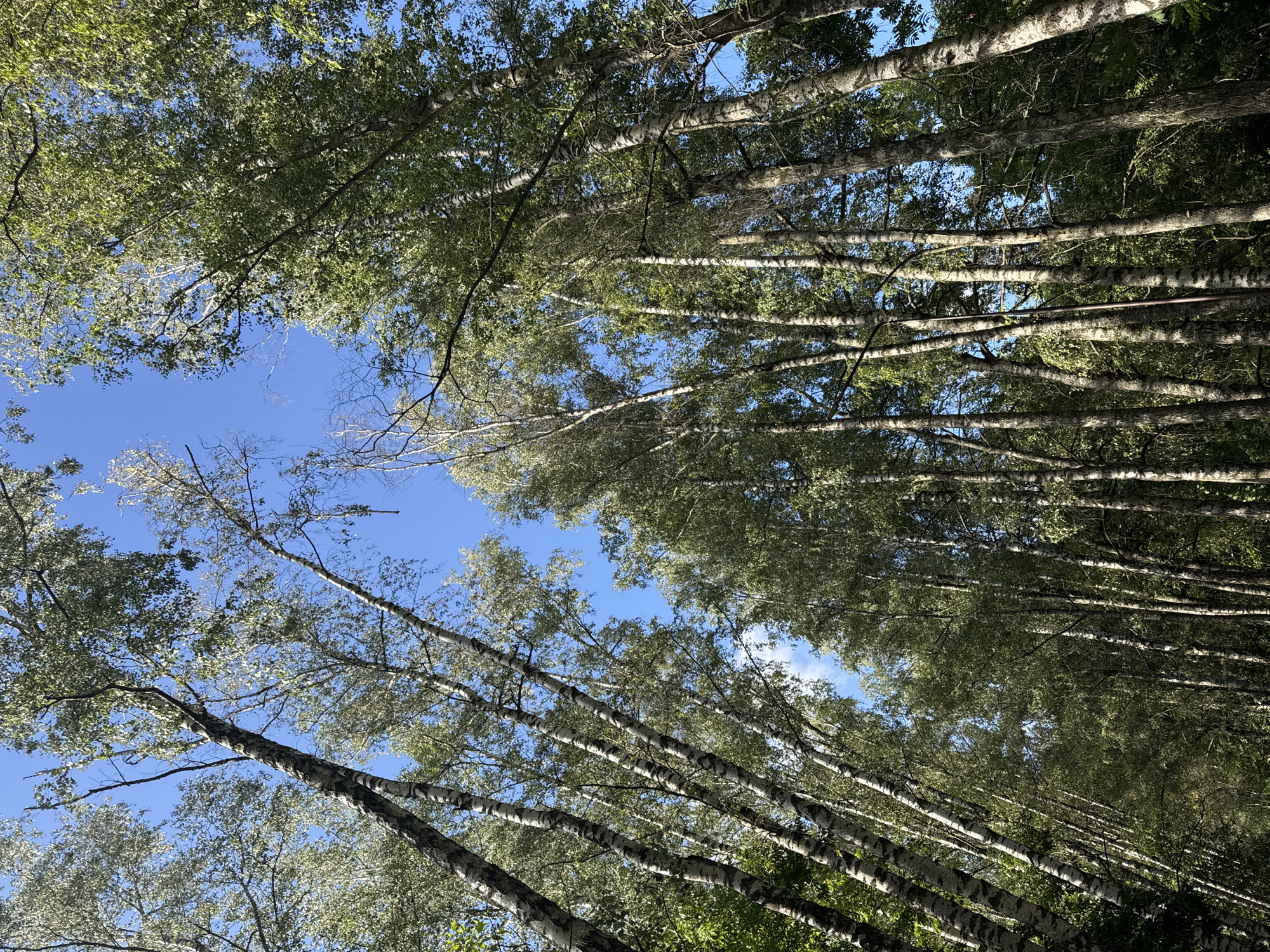 The image shows a low-angle view looking up through a dense stand of birch trees. The trees have characteristic white bark with dark markings and are densely packed, with their branches and green leaves forming a canopy overhead. The sky visible through the leaves is a clear, bright blue with a few wispy white clouds. Sunlight filters through the foliage, creating dappled shadows. The scene depicts a forest or park area, characteristic of natural settings found within or on the outskirts of cities. There are no people or specific man-made objects clearly identifiable in the image that would pinpoint a precise location within Mahilyow, Belarus, beyond it being a natural, wooded area.