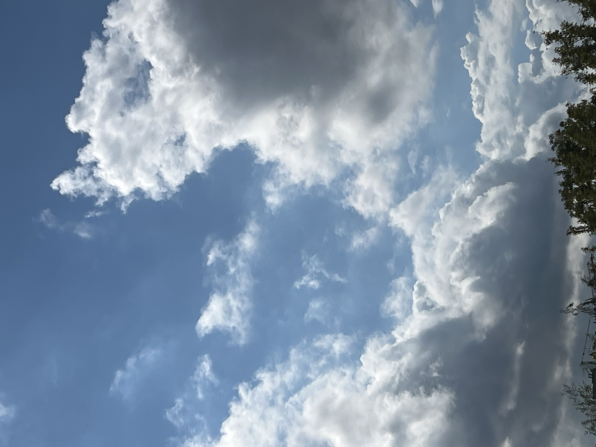 The image shows a partially cloudy sky above a dense line of green trees. The sky is a vibrant blue, with white cumulus clouds scattered throughout. Some clouds are dark and heavy, suggesting potential rain, while others are bright and fluffy, illuminated by the sun. The trees in the foreground are lush and green, with their tops reaching towards the sky. The overall scene suggests a natural landscape with a hint of urban presence due to the trees possibly bordering a park or residential area in Warsaw, Poland.