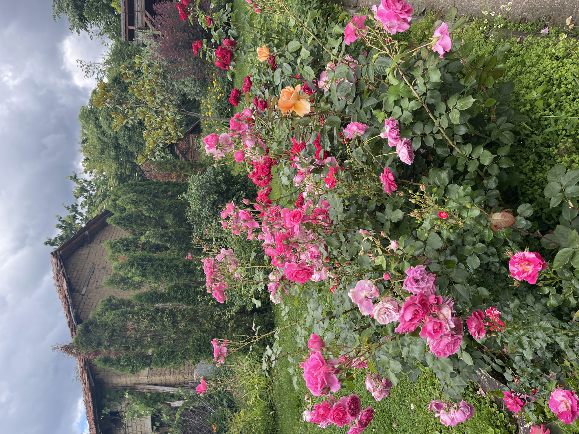 In Skobelevo, Bulgaria, a vibrant rose garden flourishes in front of a rustic, traditional house. The house, constructed with earth and timber, features a weathered terracotta roof and is partially obscured by lush greenery. Numerous rose bushes dominate the foreground, displaying a spectrum of pink hues, from soft pastels to deep fuchsia. A few orange and red roses add pops of contrasting color, while delicate white wildflowers dot the grassy edge of the garden. The scene is set against a backdrop of mature trees and a cloudy sky, suggesting a slightly overcast day.