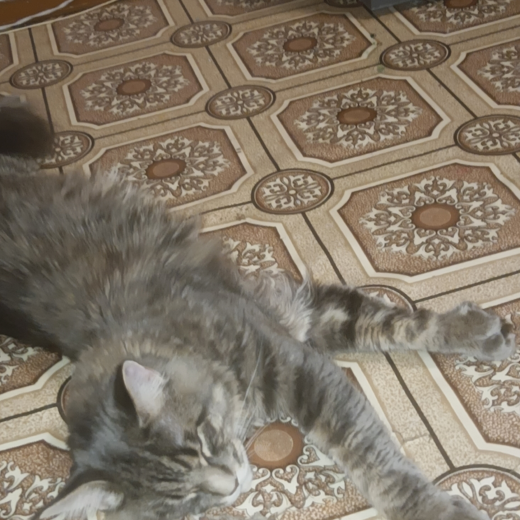 A gray tabby cat is sprawled out on a brown, patterned tile floor. The cat is lying on its side, with its head facing the bottom left corner of the frame. The cat's eyes are closed and its front paws are outstretched. The patterned tiles are brown with light tan accents, and have a repeating floral pattern. The location is presumed to be within a building in the city of Chaikovsky, Russia, based on available information.