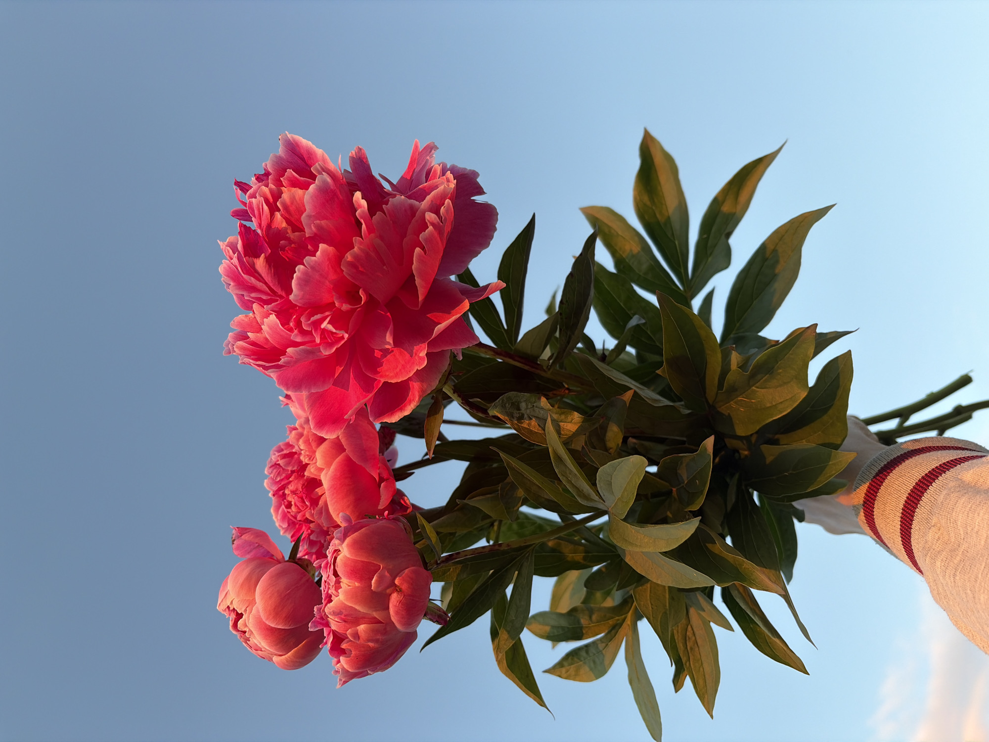 A bouquet of vibrant pink peonies is held up against a clear blue sky. The peonies are in various stages of bloom, with some fully open and others still in bud. The leaves of the peonies are a deep green, with some catching the sunlight and appearing golden. A person's arm, wearing a grey sweater with two maroon stripes on the cuff, is visible holding the stems of the bouquet. The image appears to be taken outdoors during daylight hours. The location in the city of Ol'khovka, Russia is not discernible from the image.