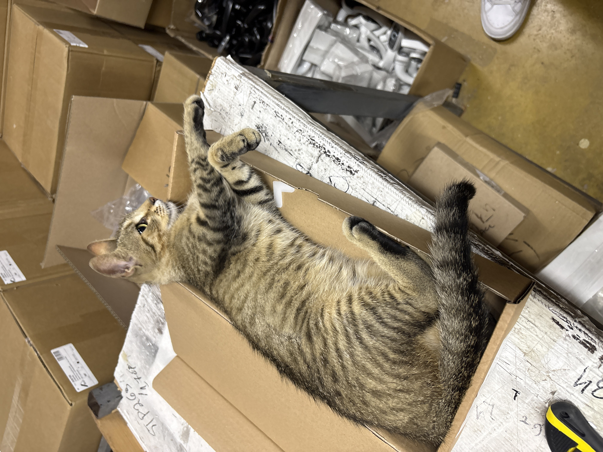In the city of Struma, Bulgaria, a tabby kitten with striped fur is lying comfortably in an open cardboard box. The box is placed on top of a larger, closed cardboard box. The kitten is oriented facing right and appears relaxed, with its front paws extended and its head turned to look upwards and to the right. The surrounding environment is filled with numerous other cardboard boxes of various sizes, suggesting a storage or warehouse setting. Some boxes are stacked, and others are open, revealing contents. In the background, there are some white plastic items in a box and a person's white sneaker is visible on the floor to the right. The floor is a yellowish color. A utility knife with a black and yellow handle is partially visible in the lower left corner of the image.
