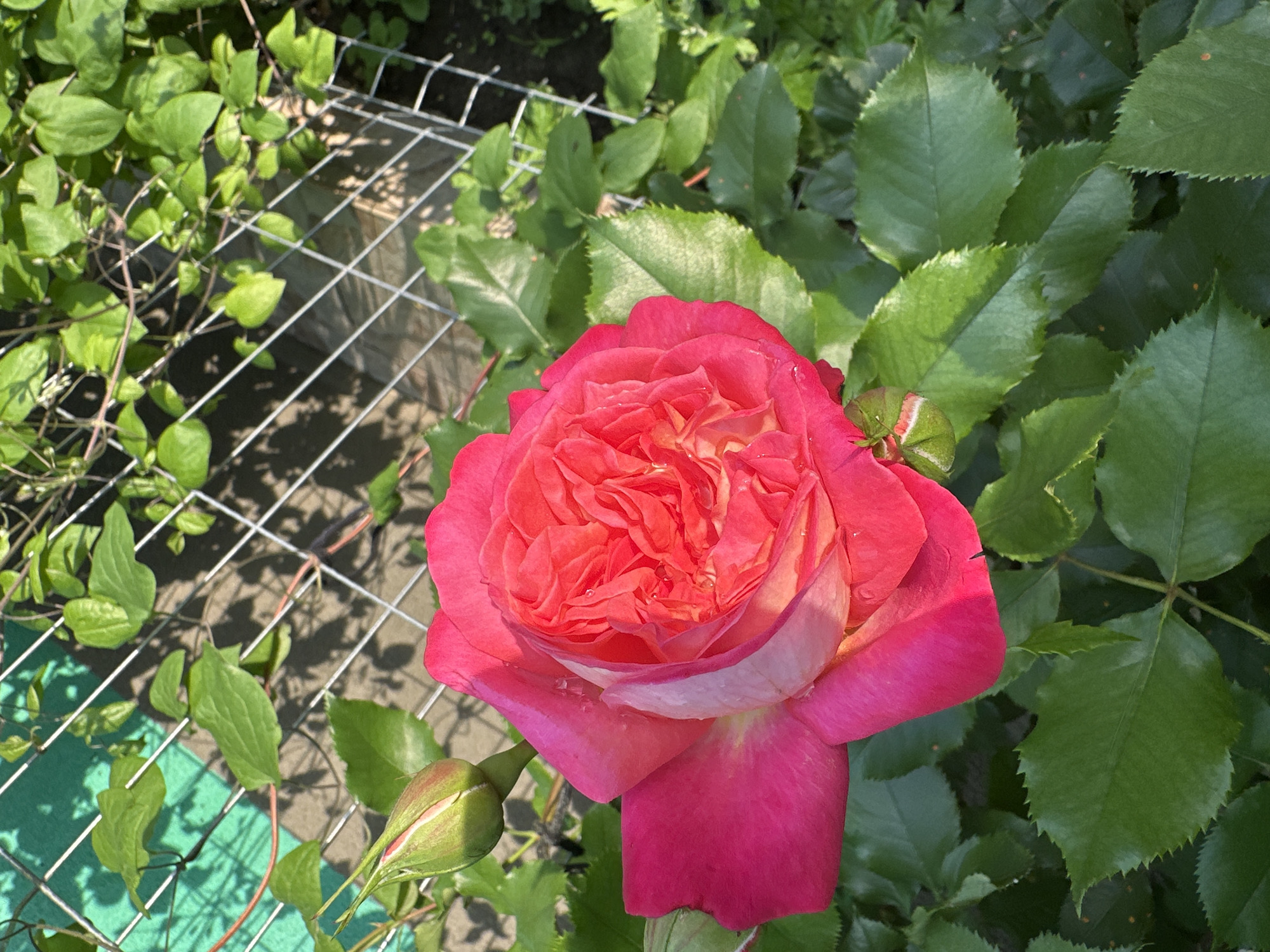 A vibrant pink and red rose in full bloom, featuring visible water droplets on its inner petals and a gradient of color from magenta to lighter peach tones, occupies the central and lower-left portion of the frame. To its upper-left, a tightly closed green rose bud with a hint of pink at its tip is visible. Both are surrounded by lush green rose foliage with serrated edges. The background reveals a metallic wire mesh fence, casting sharp shadows indicative of bright sunlight. Portions of the fence are overgrown with various green climbing vines. Behind the upper-left section of the fence, a bright green tarp or covering is discernible. The setting is an outdoor garden in the city of Unknown, Unknown.