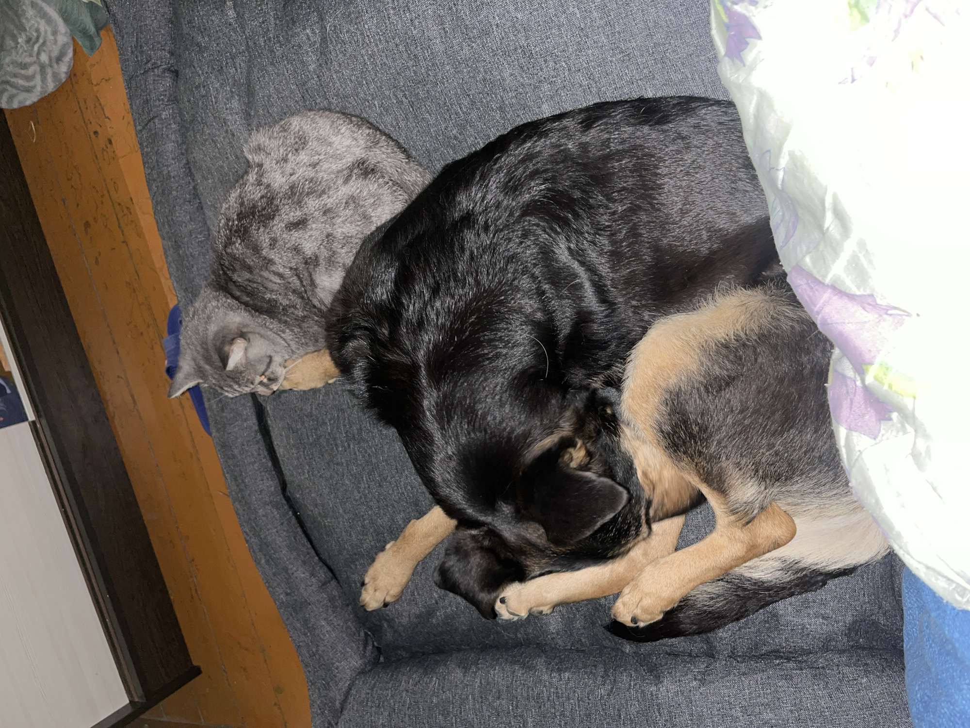 A gray tabby cat and a black and tan German Shepherd dog are curled up together asleep on a gray sofa. A floral patterned blanket is partially covering the dog. The sofa is located in a room with a wooden floor. The location is not discernible from the image.