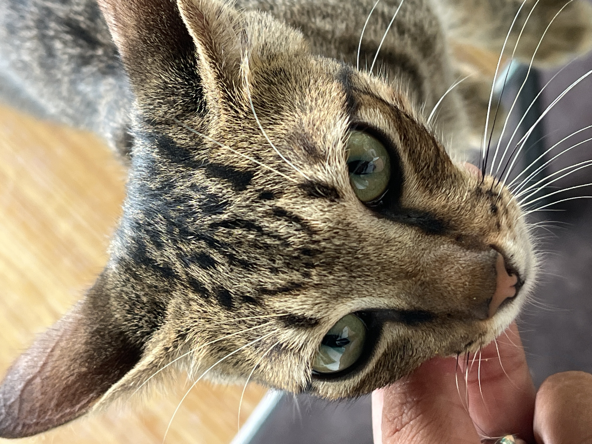 A close-up, overhead shot shows a tabby cat's face, with its green eyes looking forward. A human hand is visible in the lower left corner, touching the cat's cheek. The cat's fur is a mix of brown, black, and gray stripes. The background appears to be a wooden surface, possibly a floor or table. The location is identified as General Luna, Philippines, based on metadata, suggesting this is an outdoor or semi-outdoor setting in that city.