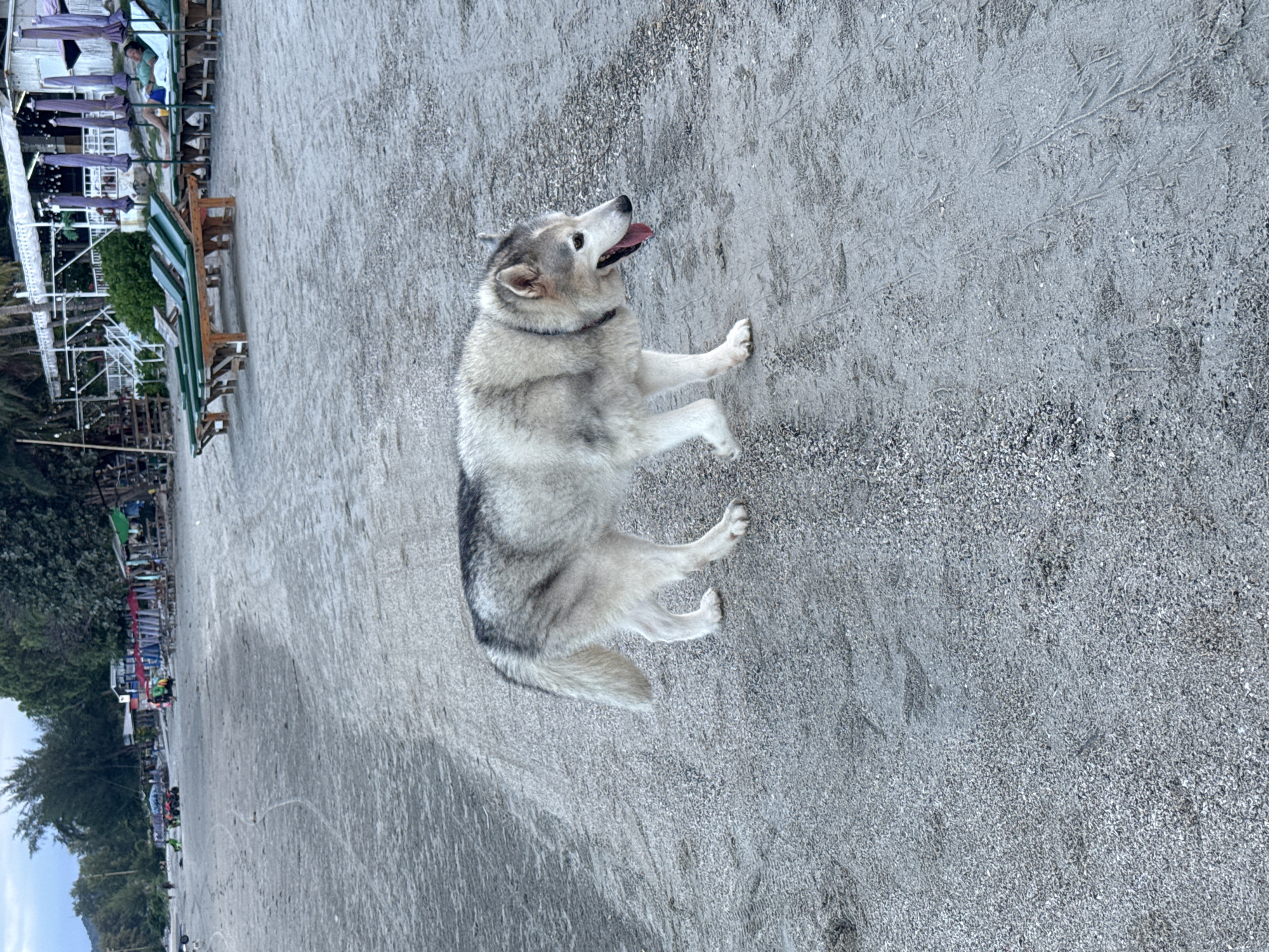 A husky dog walks on a sandy beach in Hua Hin, Thailand. The dog is mostly gray and white with black markings. It is looking down to its right, with its tongue hanging out. The beach is light gray and covered in small pebbles and sand. In the background, there are trees, beach umbrellas, and lounge chairs. There are also some ATVs visible in the distance. The sky is overcast.