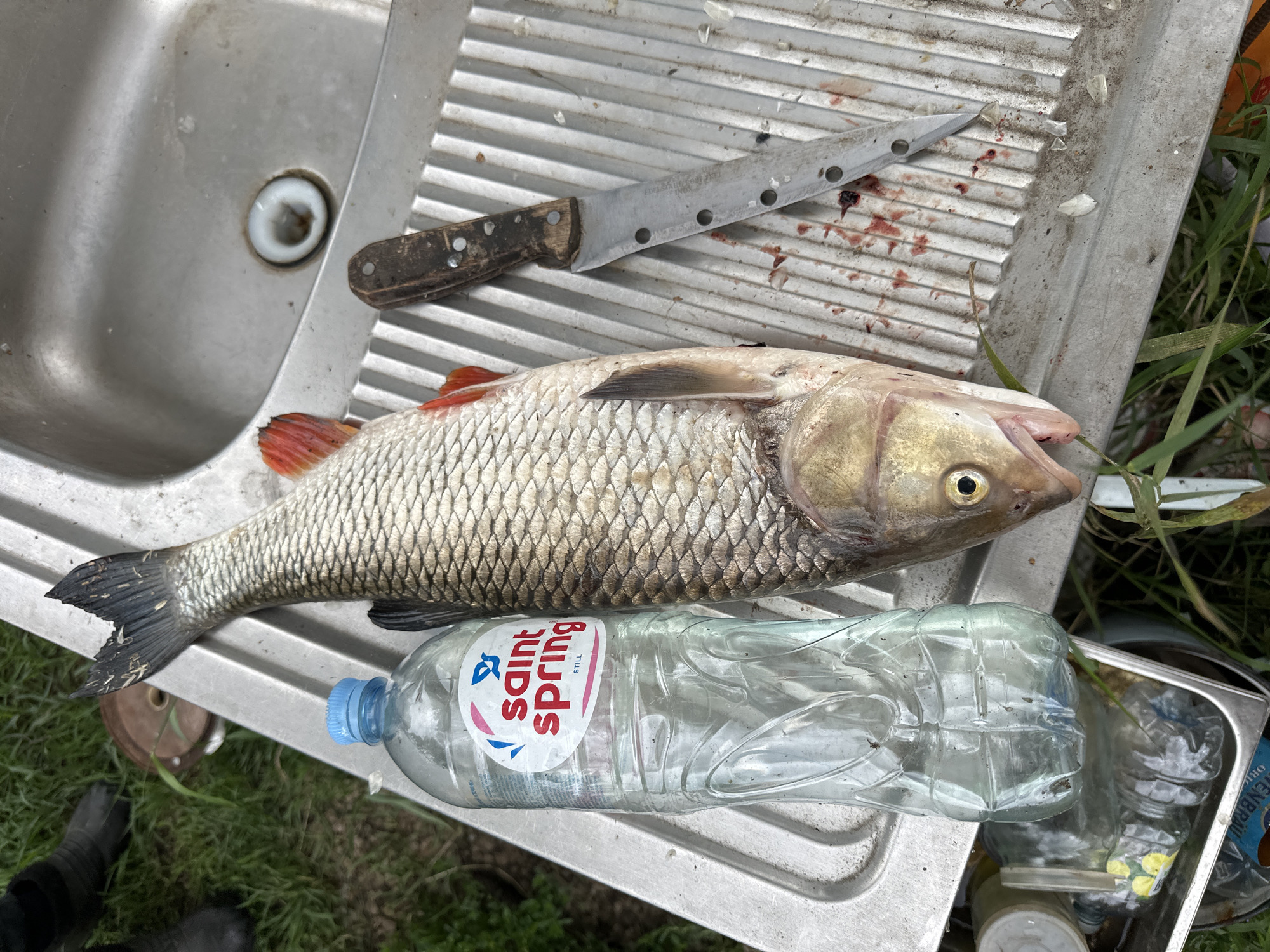 A dead fish lies on a metal sink next to a bottle of Saint Spring water and a knife. The fish is grey and silver with red fins. The knife has a wooden handle and a metal blade. The sink is dirty and appears to be outdoors. There is grass around the sink. There are also some other plastic bottles in a metal tray below the sink. The location is the city of Verkhneye Kazachye, Russia.