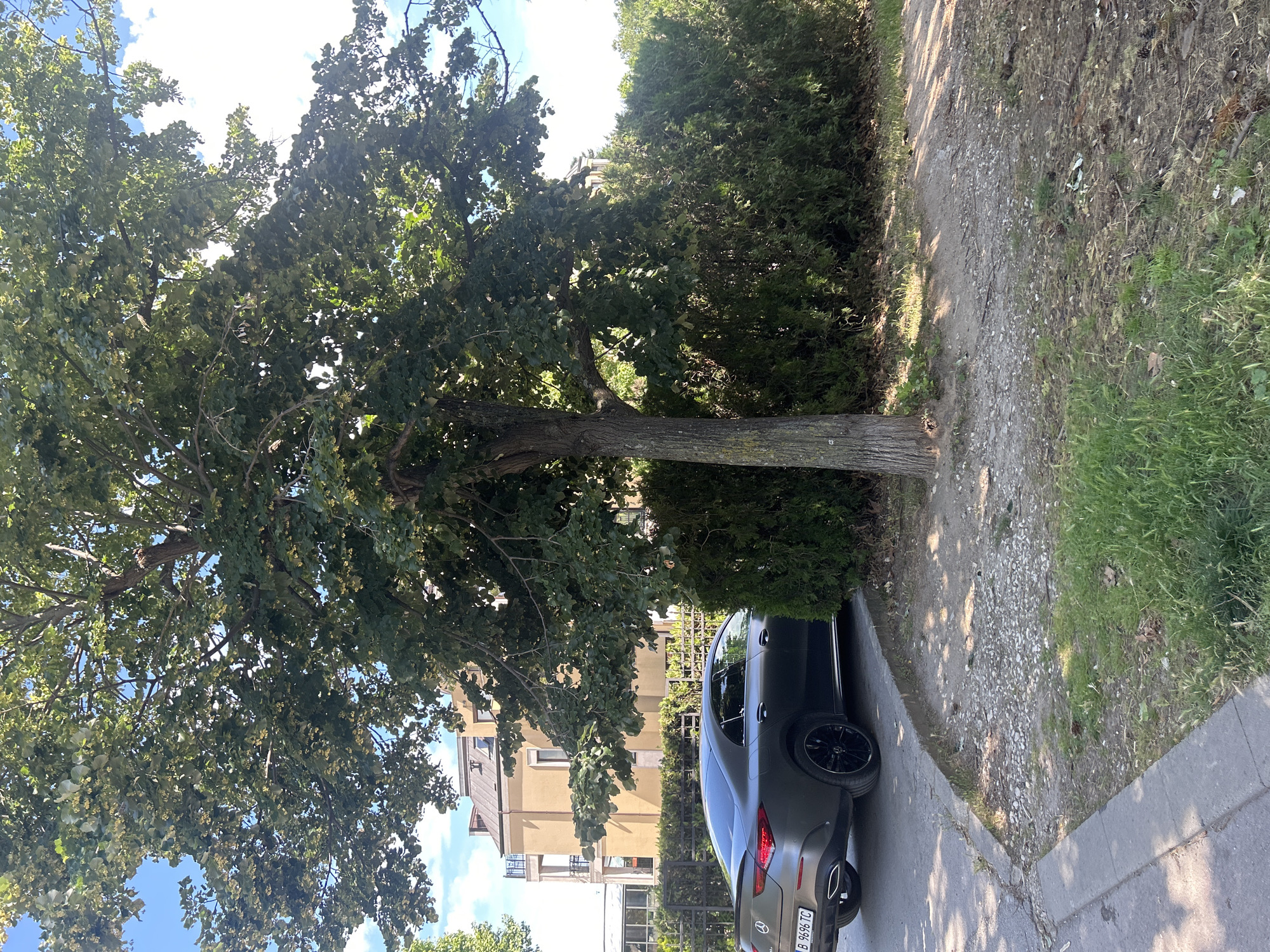 In Varna, Bulgaria, a matte gray Mercedes-Benz sedan is parked on a paved area adjacent to a sidewalk, partially obscured by a large tree and a hedge. The car has tinted windows and black wheels. Its license plate reads "B 9696 TC". In the background, a multi-story building with a light yellow facade and balconies can be seen. The ground is a mix of asphalt, gravel, and grass. The scene is illuminated by daylight under a blue sky with scattered clouds.