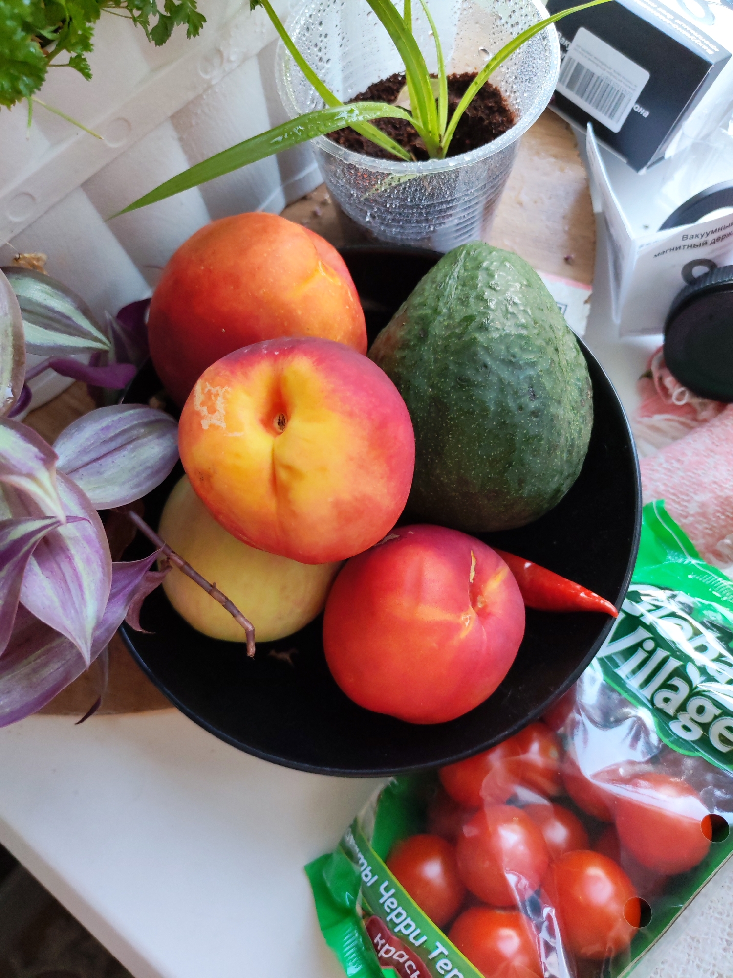 A close-up, high-angle shot captures a collection of produce and plants arranged on a windowsill. In the foreground, a black bowl holds several fruits: an avocado, two nectarines, a small yellow apple, and a red chili pepper. To the right of the bowl, a plastic bag filled with cherry tomatoes is visible, with text in Cyrillic script on the packaging. Behind the bowl, a potted plant with green leaves grows in a clear plastic cup. To the left of the bowl, a plant with variegated purple and green leaves trails down. In the background, boxes and other items are partially visible. The overall scene is brightly lit, suggesting natural light from the window. The specific location of Izhevsk, Russia, is not discernible from the visual information present in the image.