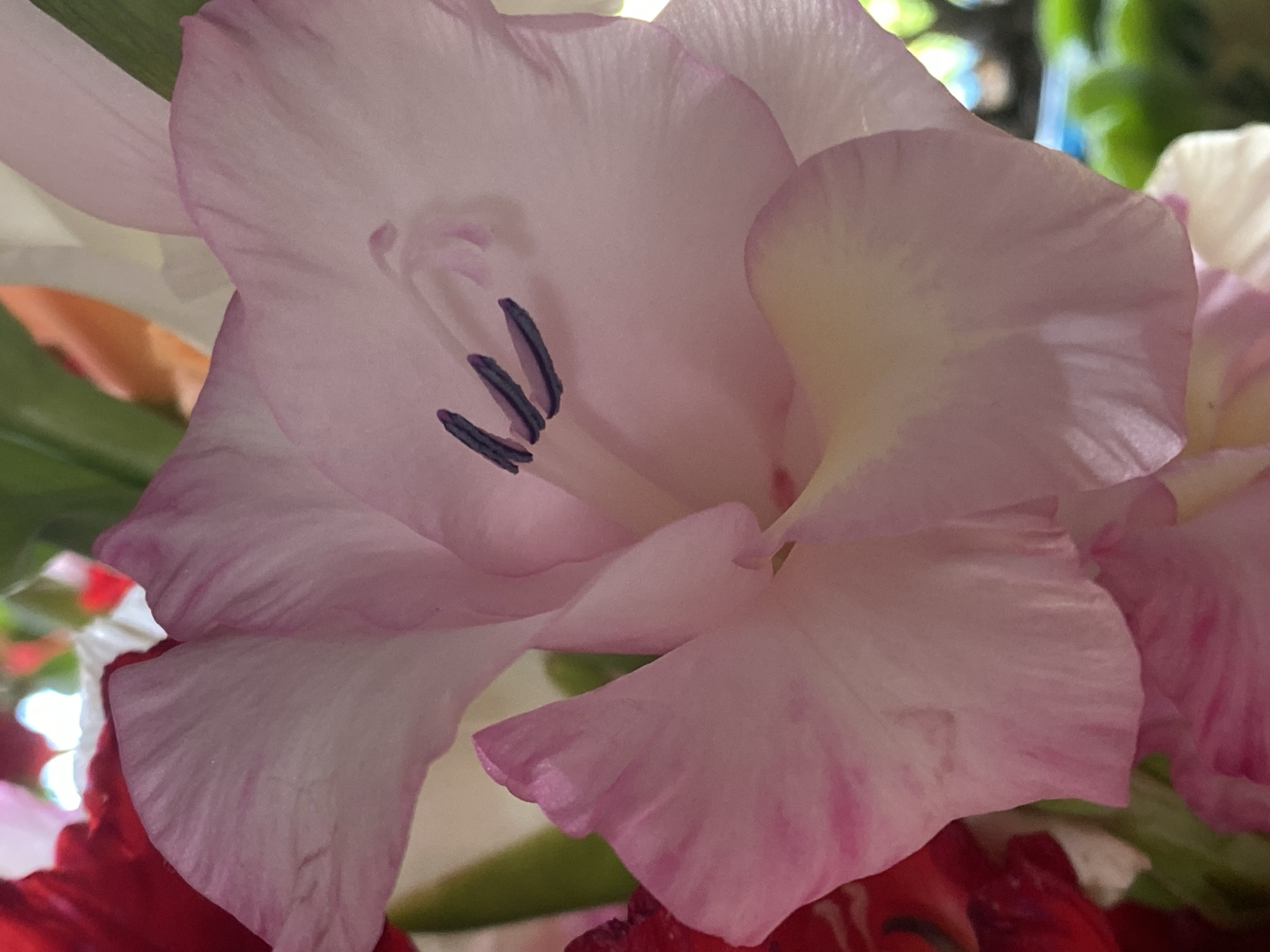 The image is a close-up, vertically oriented shot of a pink gladiolus flower. The flower's petals are a soft pink with delicate white and darker pink veining, and some yellowing towards the center. Three dark purple anthers with pollen are visible in the center of the bloom. The background is blurred, showing hints of other flowers in red and white, along with green foliage and a hint of outdoor scenery. The lighting suggests a natural, possibly outdoor or well-lit indoor setting. There is no discernible location in Novokuznetsk, Russia, or any people or actions depicted.