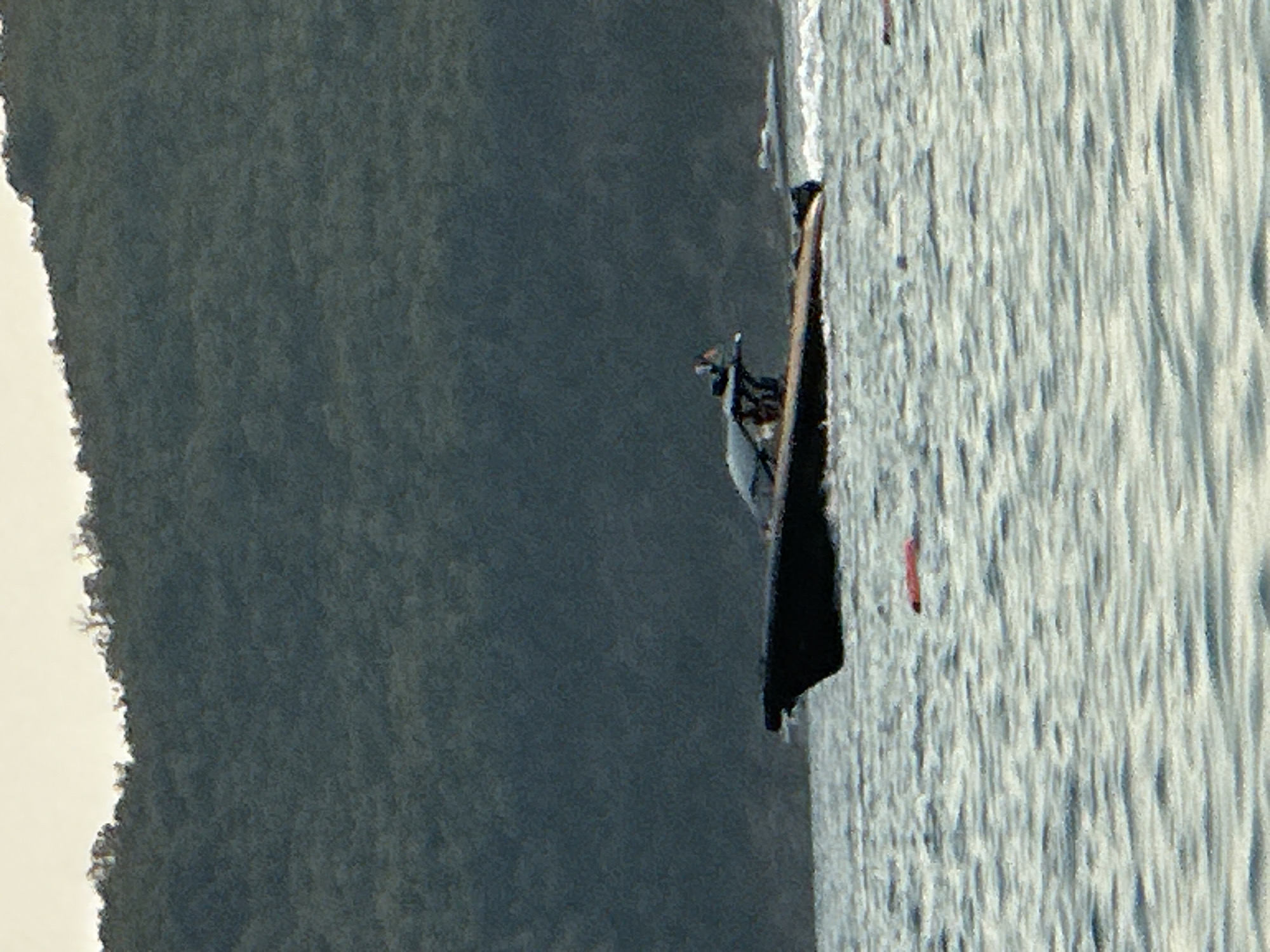 A black speedboat navigates across rippling, light-blue water. The boat, with a streamlined hull and a dark canopy, appears to be in motion, leaving a white wake. In the distance, a smaller, lighter-colored vessel is also visible. The background is dominated by a dark, densely forested hillside, with the sky above appearing a pale, washed-out yellow. In the foreground, two elongated, red objects float on the water's surface, appearing to be buoys or markers. The scene suggests a coastal environment, possibly near Boreti, Montenegro, given the mountainous, forested backdrop and the presence of boats on the water.