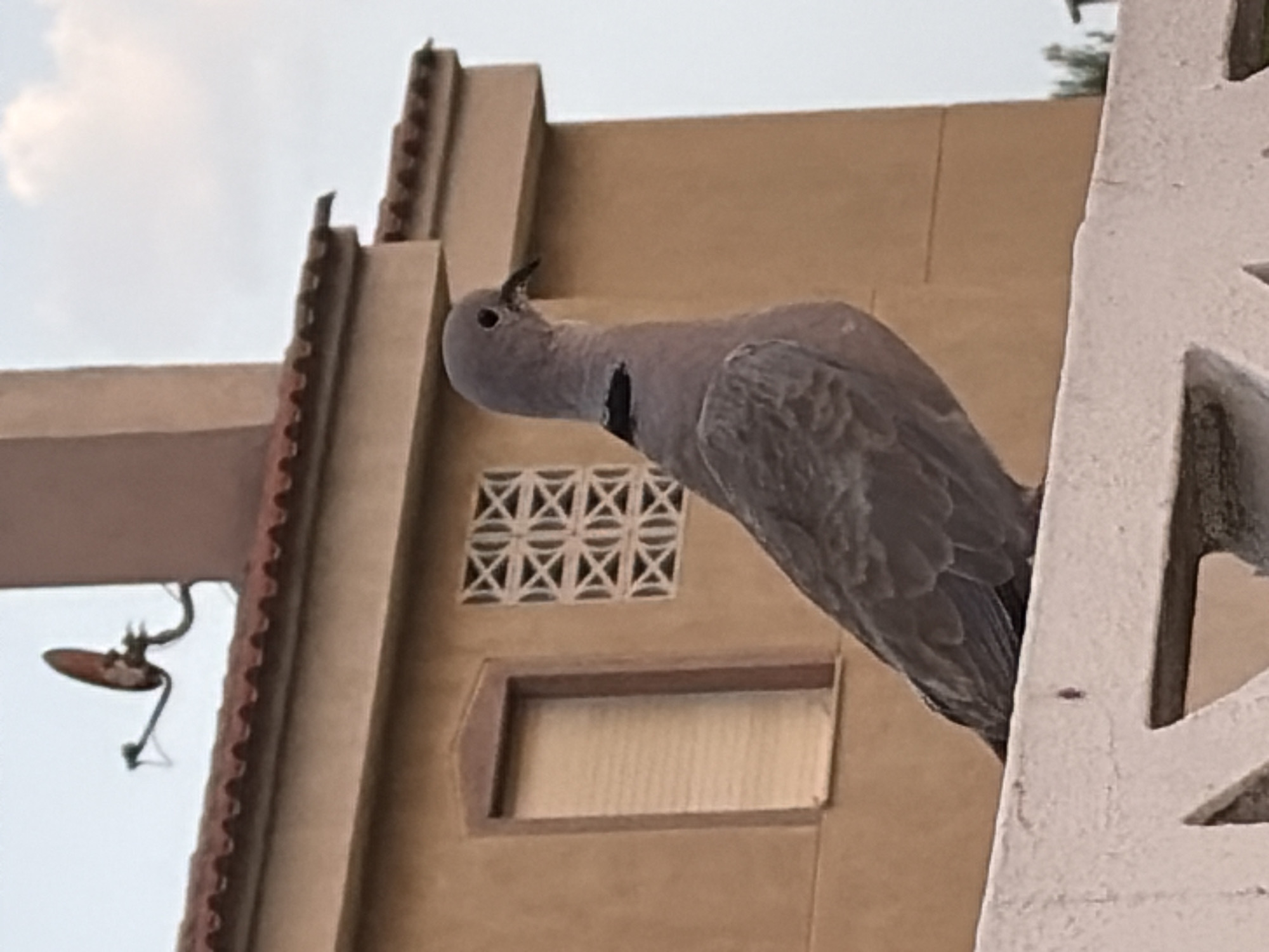 A gray dove, identified as a Collared Dove (Streptopelia decaocto), is perched on a white, decorative fence. The dove is facing to the right, with its head turned slightly towards the viewer. It has a dark eye and a black marking around its neck, characteristic of the species. In the background, there is a tan-colored building with a red-tiled roof. The building has a window with a beige shutter and a decorative patterned vent above it. To the left of the building, a satellite dish is visible. The sky is overcast with some clouds. The scene appears to be set in Torrevieja, Spain, likely in a residential area.