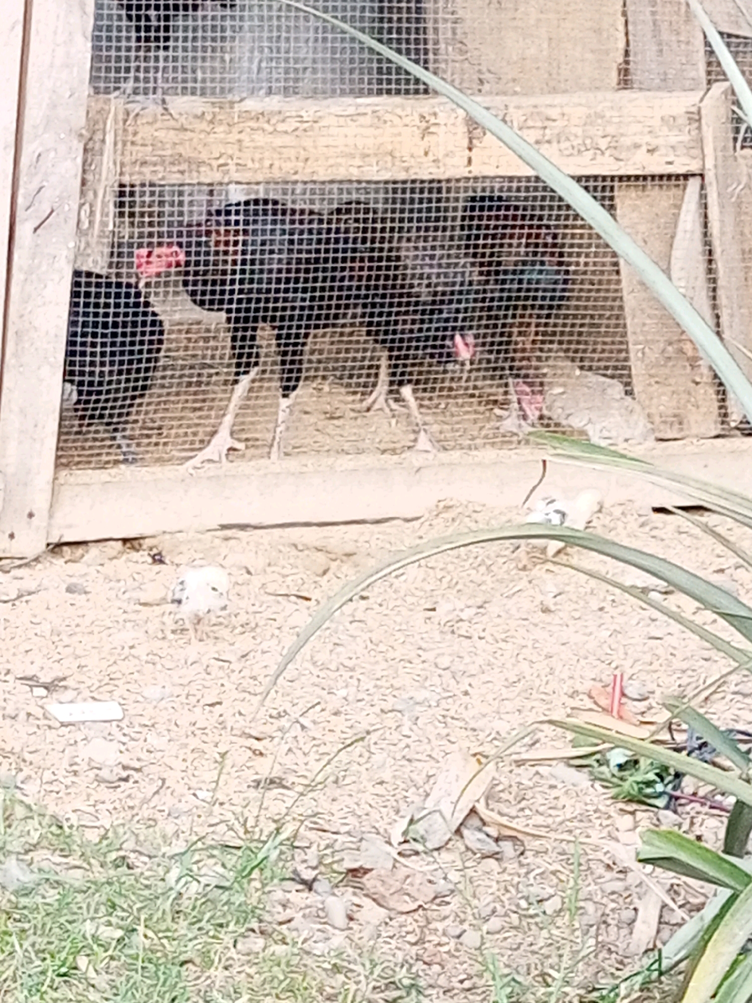A black chicken with a red comb is visible behind a wire mesh enclosure in Mojotengah, Indonesia. The chicken's legs are visible as it stands on sandy ground. Another chicken is partially visible to the right. In the foreground, a small, white chick is pecking at the ground. The enclosure is constructed of weathered wood and wire mesh. Some dried leaves and grass are scattered on the ground.