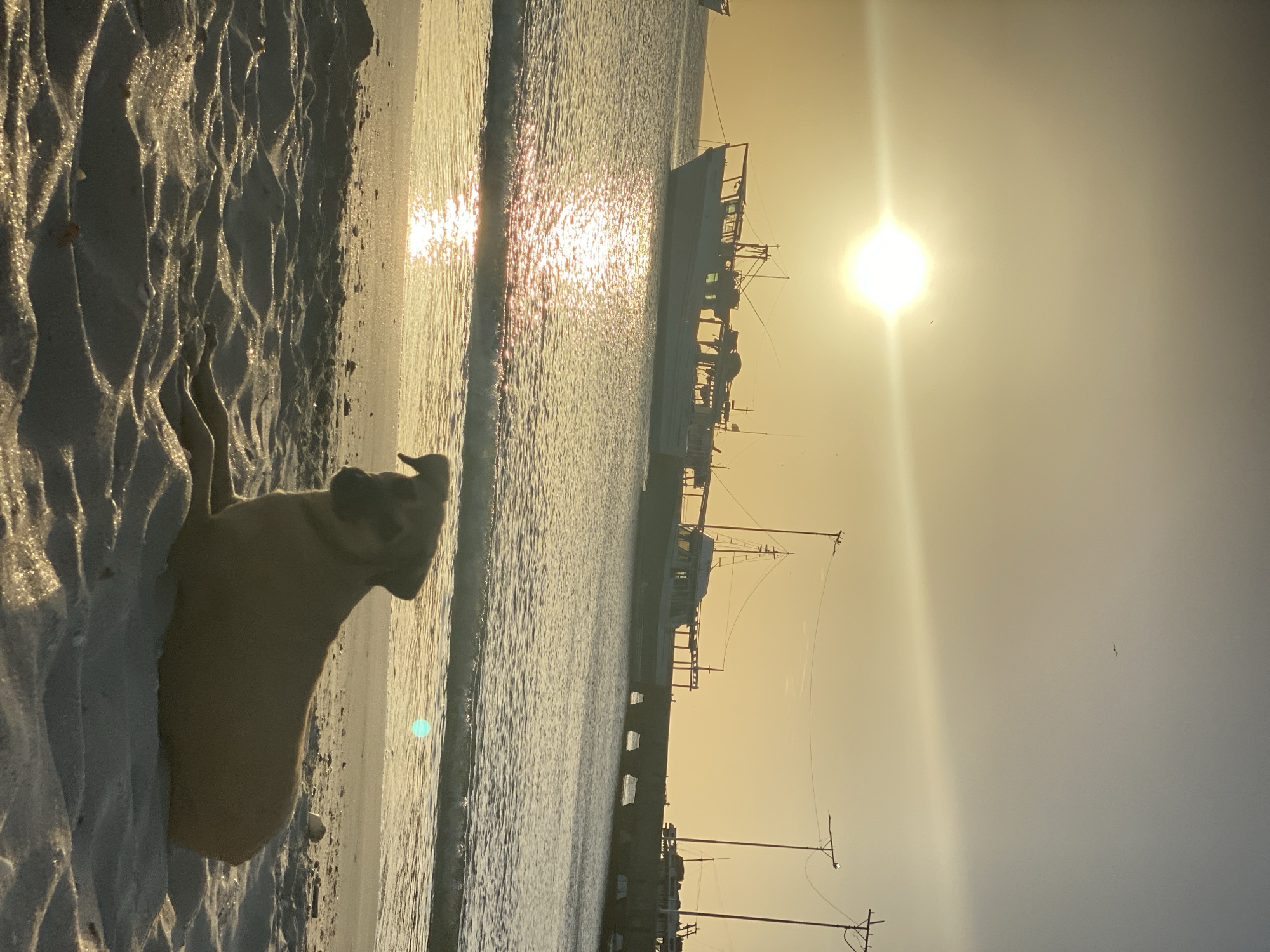 A tanned dog stands on a sandy beach at the city of Juan Griego, Venezuela. The sea is calm and reflects the light of the setting sun. A fishing vessel is anchored offshore near a pier supported by pilings. Utility poles line the pier. A few birds fly in the sky.