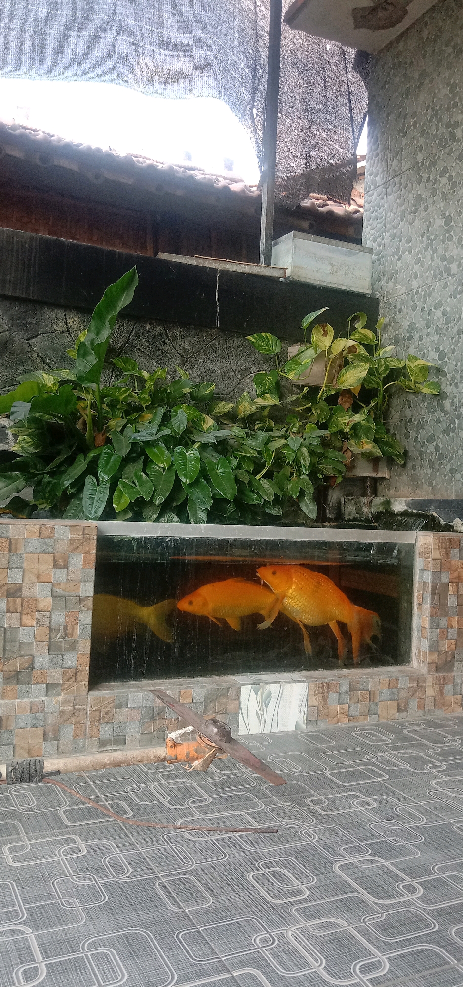 This is a vertical, eye-level, full-shot photograph taken outdoors, depicting a koi pond and its surroundings. The pond, a rectangular structure with a tiled facade, contains two bright orange koi fish. Above the pond, lush green plants, including broad-leafed varieties and trailing vines, grow in a rocky planter. The background includes a tiled wall, part of a roof structure with terracotta tiles, and a black mesh covering. In the foreground, a pickaxe lies on a gray tiled floor patterned with white outlines of interconnected squares. The scene appears to be in the vicinity of Cangkring Rembang, Indonesia, as indicated by the context provided.
