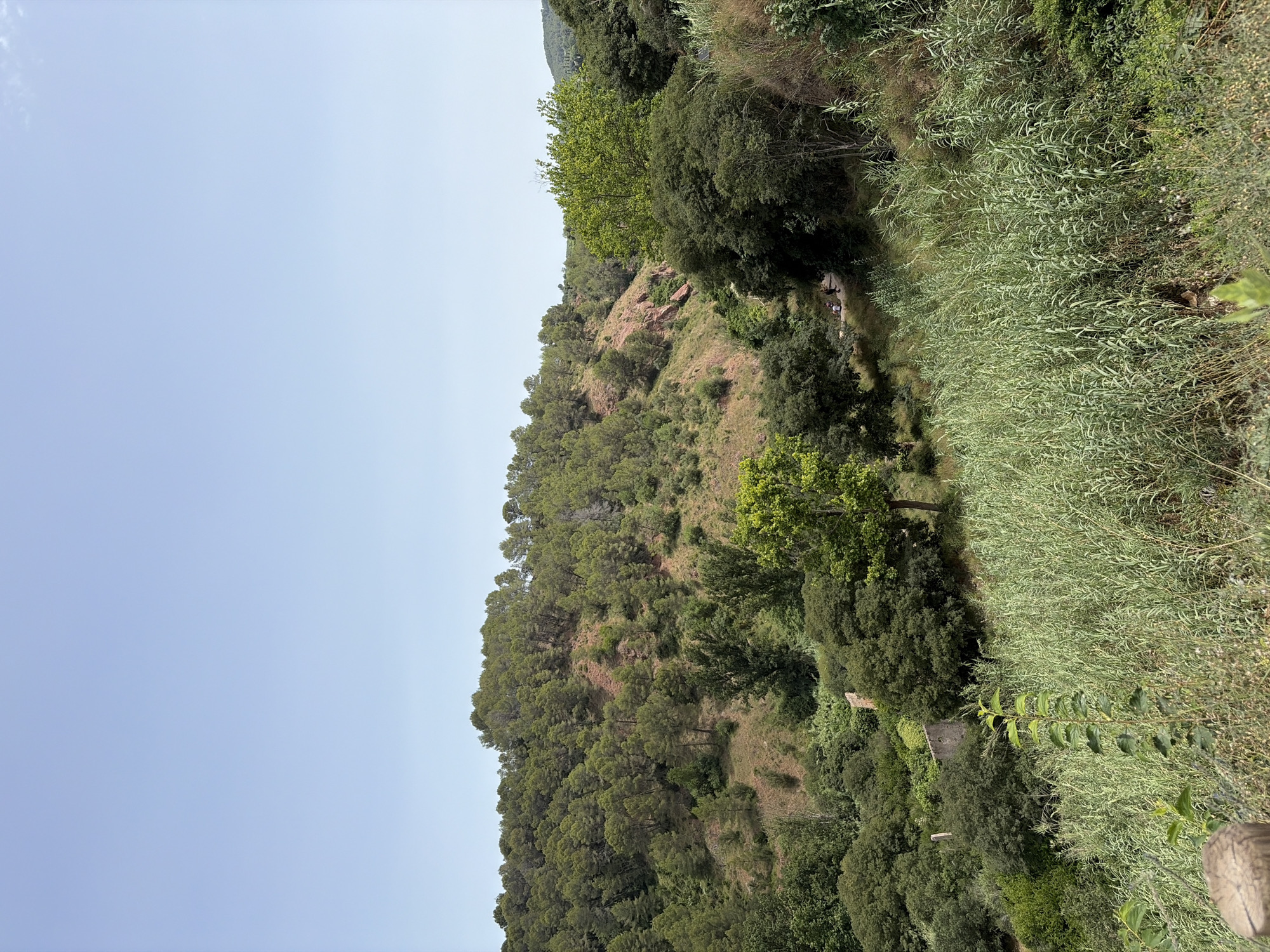 The image depicts a natural landscape in the vicinity of Anna, Spain, characterized by a verdant hillside and a clear blue sky. The terrain is covered with a dense forest of pine trees, interspersed with patches of reddish-brown earth, suggesting rocky outcrops. In the foreground, a thick growth of tall, reedy vegetation dominates, with a single sapling emerging in the center. Further into the scene, a winding path is visible, with a few individuals walking along it. The path leads into a more densely wooded area, where a crumbling stone structure can be seen nestled amongst the trees. The overall impression is one of a tranquil, undeveloped natural environment.