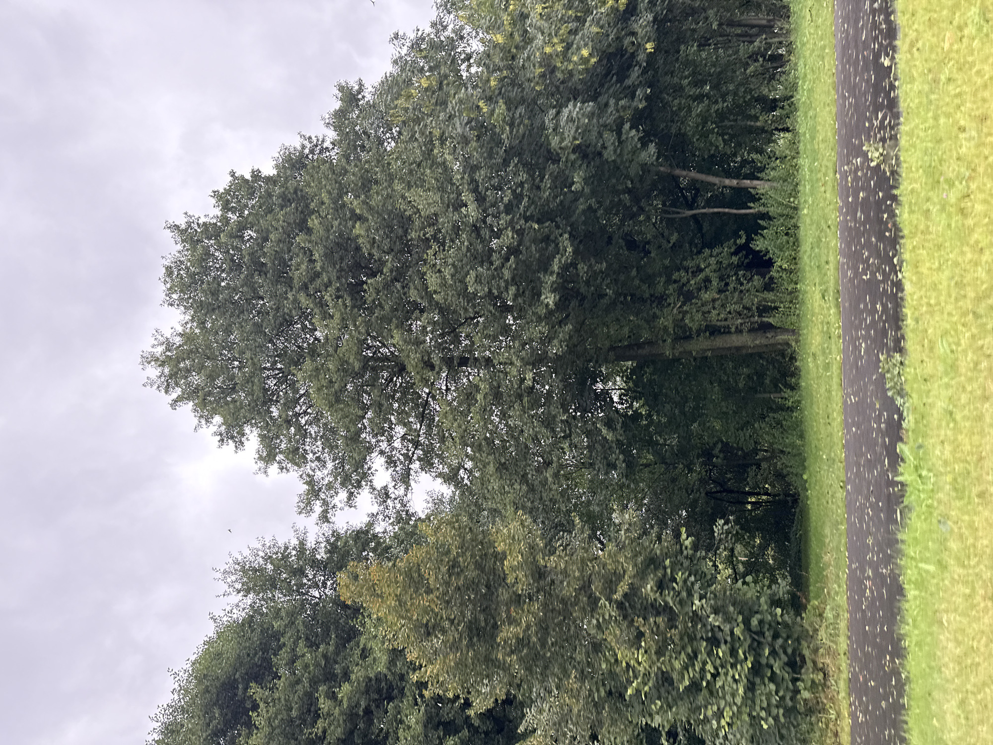 A wide-angle, eye-level shot depicts a park scene under an overcast sky. In the foreground, a dark paved path runs horizontally across the frame, bordered by bright green grass. The path is speckled with fallen leaves. Behind the path, a dense line of trees forms the background, with a variety of tree species and heights visible. The foliage is predominantly green, though one tree on the left exhibits some yellowing leaves, suggesting the onset of autumn. The sky is a uniform, pale gray with some lighter clouds. No people or animals are visible in the image. The scene appears to be an urban park, likely in a temperate climate. The location is identified as Tallinn, Estonia.