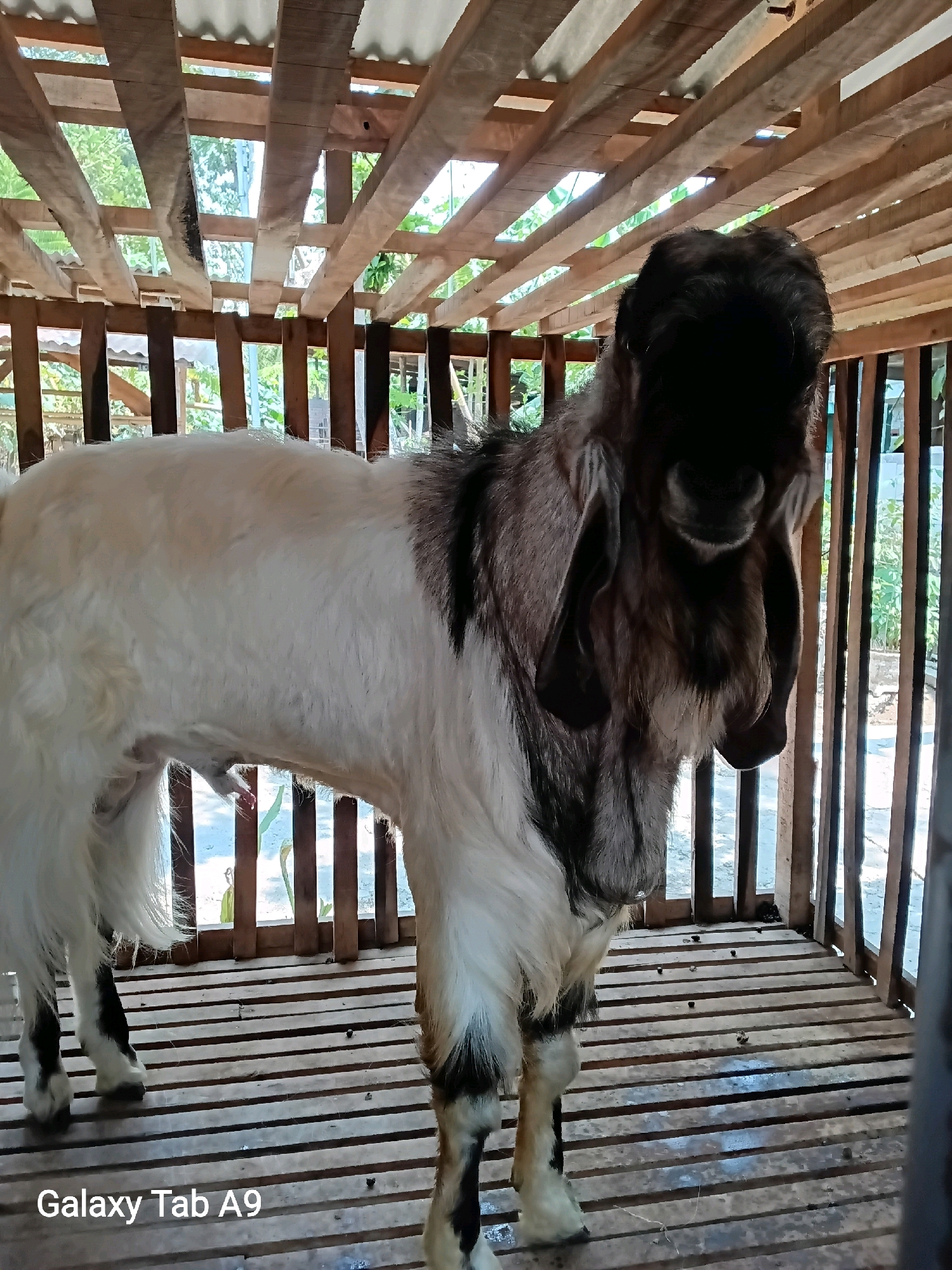 A medium shot captures a goat standing inside a wooden enclosure, likely a barn or stable, on a sunny day. The goat is predominantly white with black markings on its face and neck. It has large, floppy ears that hang down its cheeks. The goat's body is facing left, and its head is turned towards the viewer. The enclosure is constructed from wooden planks, forming a floor and walls with gaps that allow light to filter through. Some light also comes from the corrugated metal roof. The background shows glimpses of greenery, suggesting an outdoor or semi-outdoor setting. The lower right corner of the image displays the text "Galaxy Tab A9," indicating the device used to capture the photo. The scene appears to be in the city of Trenggalek, Indonesia, given the context provided.