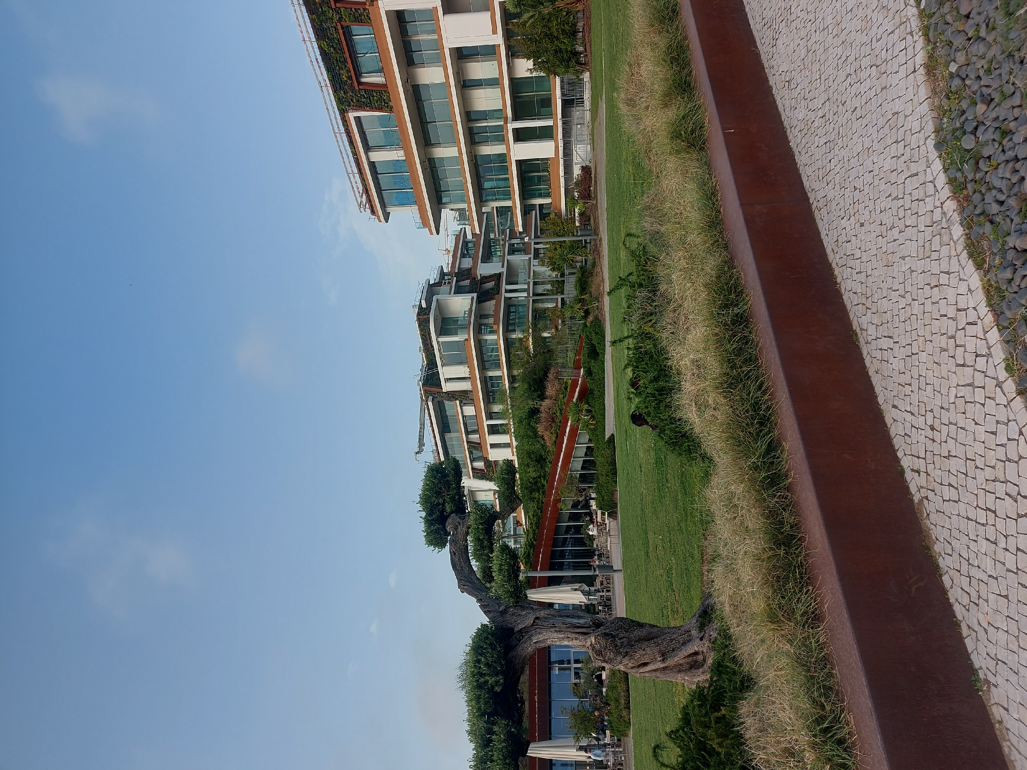The image depicts a view in Cascais, Portugal, showcasing a combination of urban development and natural elements. A series of modern, multi-story apartment buildings with glass windows and green vegetation on the balconies extends into the distance. In the foreground, a landscaped area features grass, a distinct brown border, and a paved walkway constructed from small, square stones, transitioning to a rocky edge. A gnarled, old tree with dense foliage stands prominently. The scene is set under a clear blue sky. People can be seen sitting at tables, likely at a café or restaurant.
