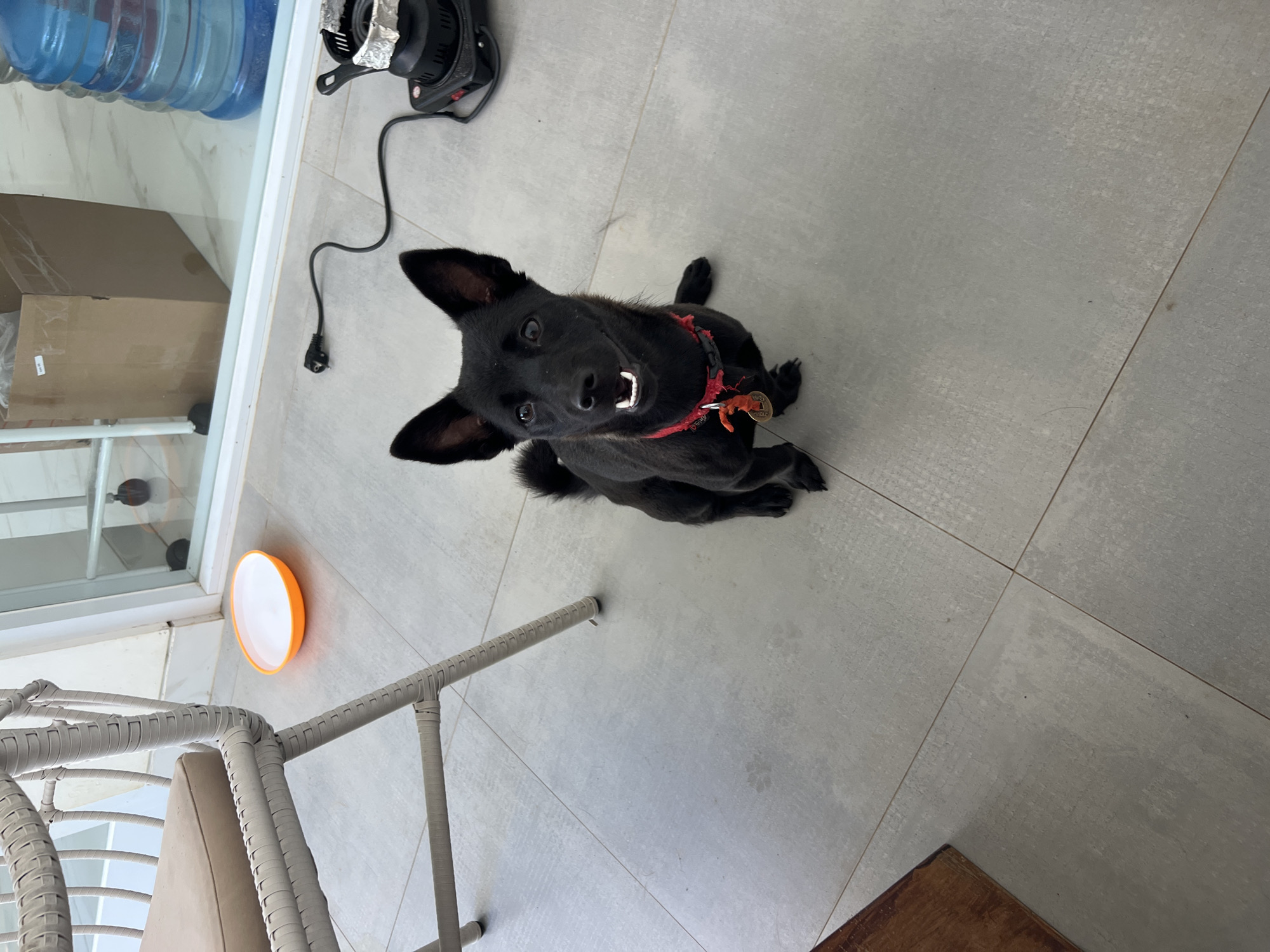The image depicts a black dog sitting on a light grey tiled floor. The dog is wearing a red collar with what appears to be an orange tag. A chair with a white wicker frame and beige cushion is partially visible in the lower left corner. To the left, there are boxes and large blue water bottles, possibly in a storage area behind a glass barrier. In the upper center, there is a black electrical device with a power cord. The location is Unknown, Unknown.