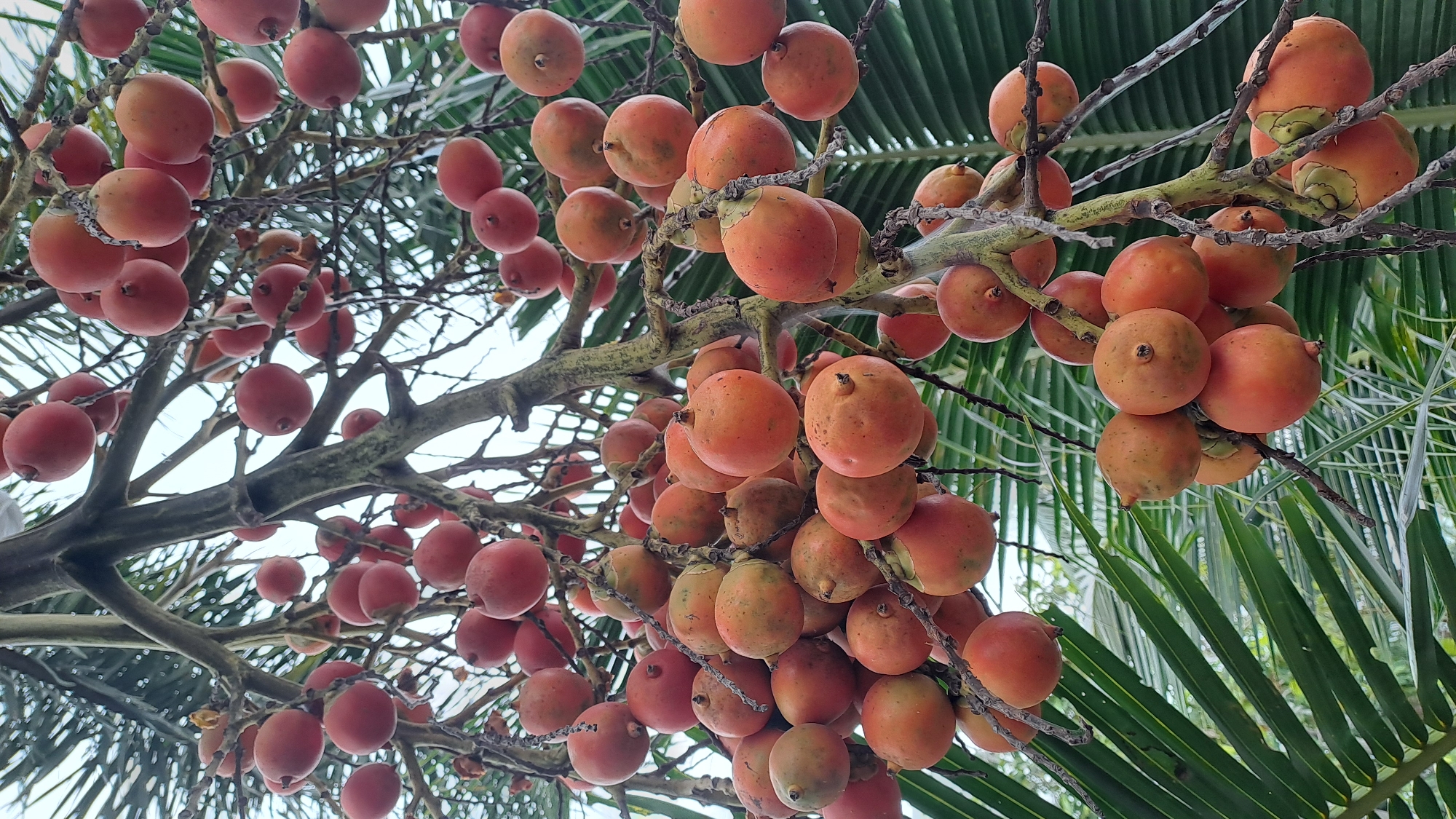 A cluster of ripe, orange-red palm fruits hangs from a tree branch against a blurred background of green palm fronds and a pale sky. The fruits are round to oval-shaped, with some showing faint speckles and a small stem remnant at their apex. The branches are rough and textured, with some dried foliage still attached. The image appears to be taken outdoors, likely in a tropical or subtropical environment. The specific location in Kruengjuli Barat, Indonesia, suggests a natural setting, possibly a garden or a grove.