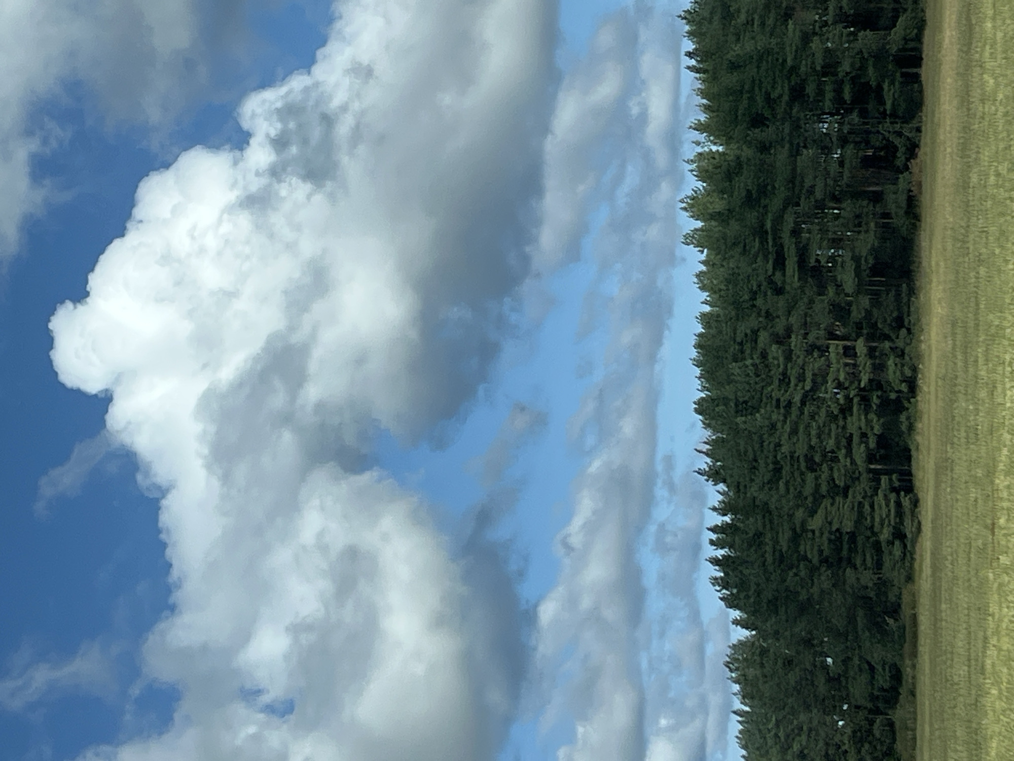The image shows a wide shot of a rural landscape on a sunny day. The sky is blue with large, fluffy white and grey clouds dominating the upper portion of the frame. A dense line of dark green pine trees forms a horizontal band across the middle of the image, separating the sky from the foreground. The trees appear to be healthy and are densely packed. In front of the trees, a field of dry, yellow-green grass or crops stretches across the lower third of the image. The lighting suggests it is daytime, with sunlight illuminating the clouds and casting a slight shadow on the trees. The overall scene is natural and serene, devoid of any human presence or man-made structures. The location is in Paate, Estonia.