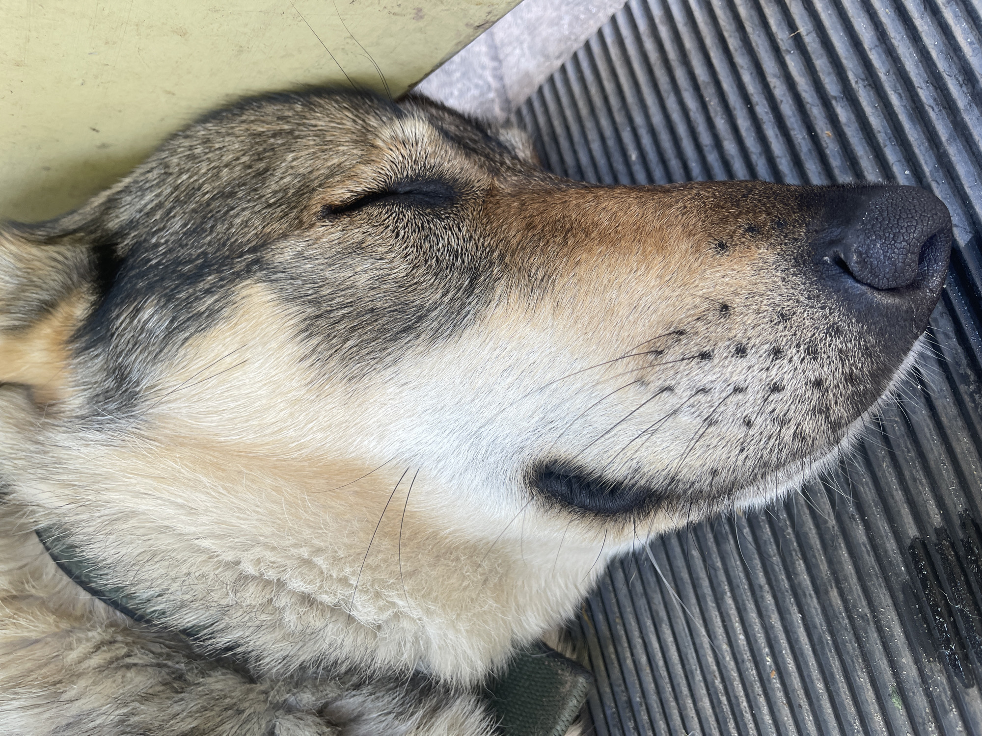 A dog sleeps on a ribbed surface in Ivankovychi, Ukraine. The dog, with fur in shades of brown, black, and cream, rests its head on its side. Its eyes are closed, and its snout is partially visible. A dark collar is around its neck. The ribbed surface appears to be outdoors, possibly part of a bench or a truck bed, with some debris and moisture present. A yellow object is visible behind the dog, suggesting an urban or suburban setting.