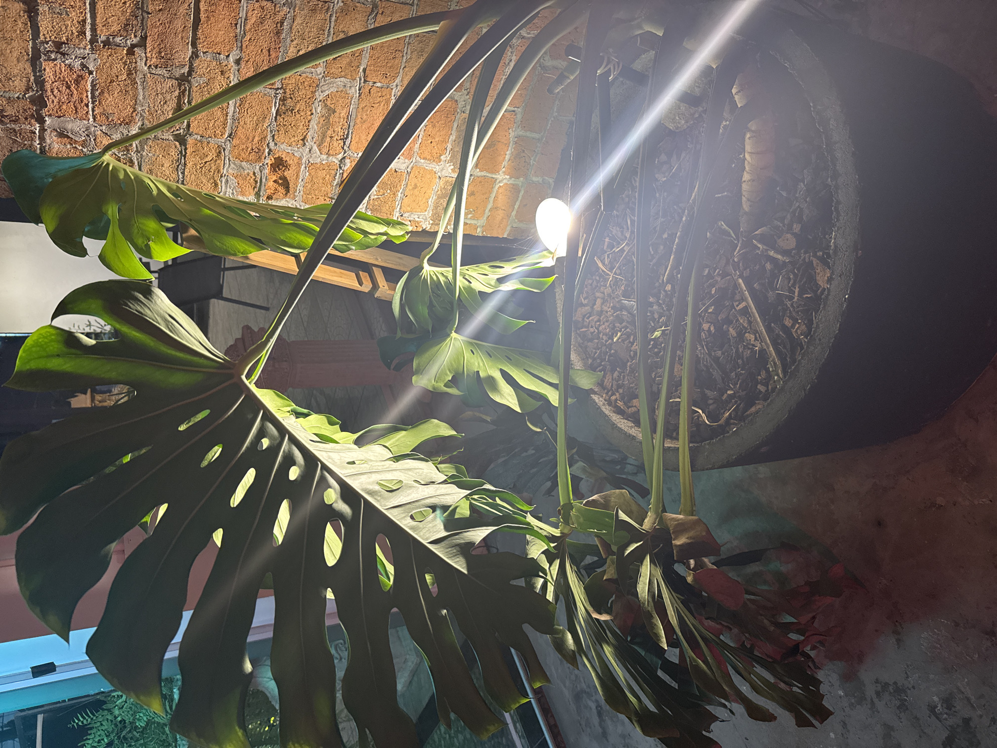 The image shows a large, potted Monstera plant with fenestrated leaves. The plant is positioned in front of a brick wall and is illuminated by a bright light, which causes lens flare. The pot appears to be made of concrete and is filled with soil and plant debris. The leaves of the Monstera are a vibrant green, with some showing signs of natural wear. The lighting suggests it is nighttime or a dimly lit interior. The background is out of focus, but hints of other plants and structures can be seen. The overall mood is somewhat dramatic due to the strong lighting and shadows. There is no visible text in the image.