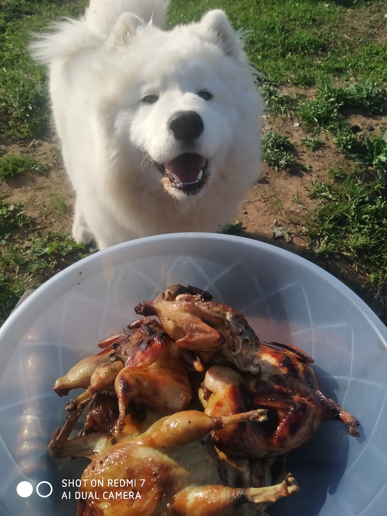 A Samoyed dog stands behind a clear plastic bowl filled with several cooked Cornish hens. The scene is outdoors, with green grass visible in the background, and appears to be taken in daylight. The exact location in Chaikovsky, Russia is not determinable from this image.