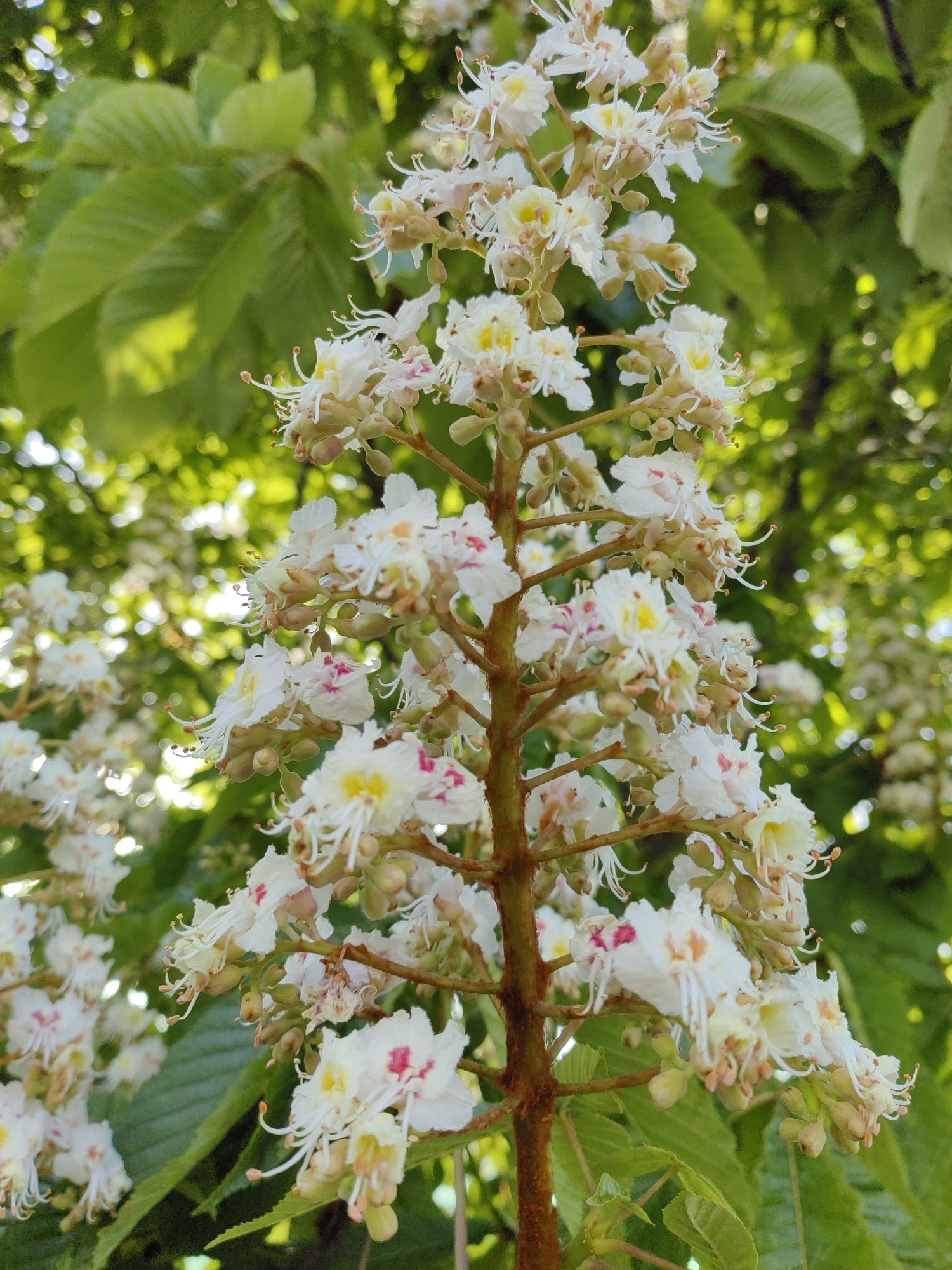 The image shows a close-up of a flowering horse chestnut tree (Aesculus hippocastanum). The inflorescence is in full bloom with numerous white flowers, some of which have yellow and pink markings. The central stem of the inflorescence is brown. In the background are green leaves of the tree and other out-of-focus blossoms. The location is Dobrich, Bulgaria, based on metadata (not visible in the provided image).