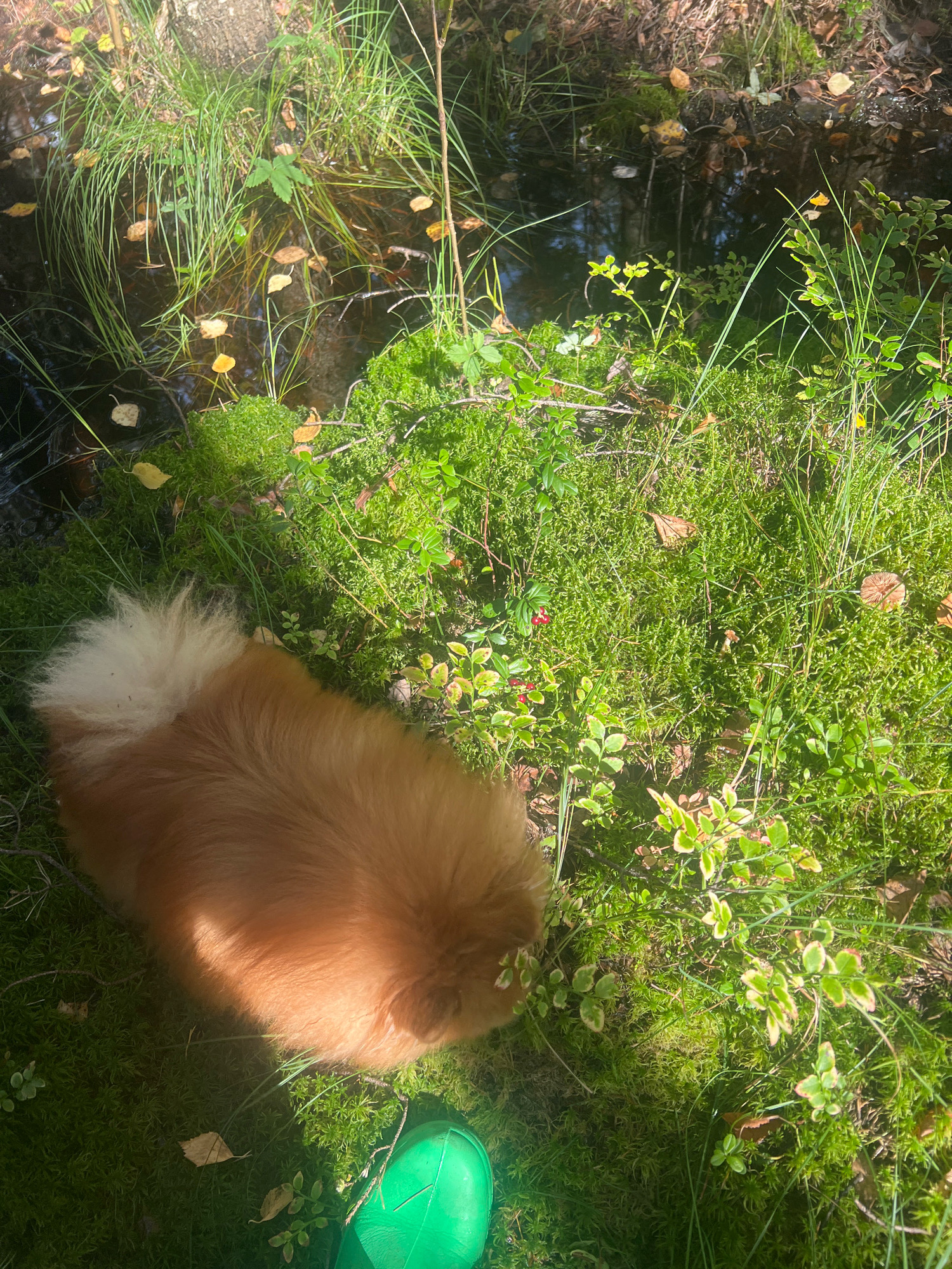 An overhead, medium shot captures a Pomeranian dog in a natural setting, likely a forest floor. The dog, predominantly golden-orange with a fluffy white tail, is partially visible in the lower left quadrant of the frame, lying down and facing away from the camera. The dog's fur is illuminated by a shaft of sunlight, creating a distinct shadow across its back. The surrounding environment is lush and verdant, characterized by thick moss, tall grasses, and low-lying bushes with small green leaves. Scattered amidst the greenery are fallen leaves, some yellow and brown, and a few small red berries. A shallow body of dark water with reflections of trees and grass is visible in the upper left of the image, bordered by more grass. A bright green boot is partially visible in the bottom right corner, suggesting human presence. The scene is bathed in natural sunlight, creating areas of bright illumination and deep shadow.