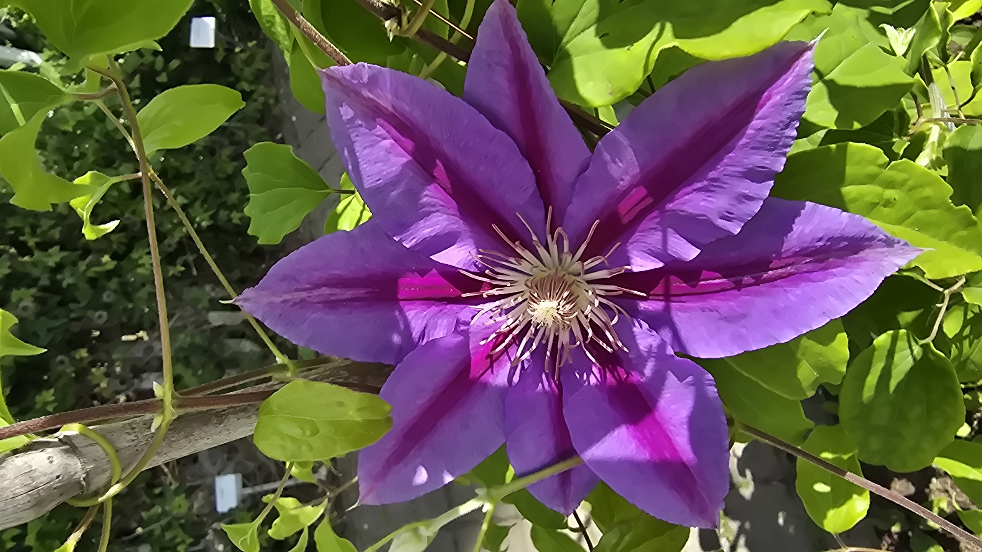 This media file is a close-up, top-down view of a vibrant purple clematis flower in bloom. The flower has six large, prominent petals with a deep magenta stripe running down the center of each. The center of the flower features a cluster of delicate, light-colored stamens. The bloom is surrounded by lush, green leaves, some of which are illuminated by bright sunlight, casting distinct shadows. A thin, brown vine is visible, twisting around a weathered wooden pole or branch, suggesting the flower is part of a climbing plant. The background is softly blurred, showing more greenery and hints of outdoor scenery, possibly a garden. The lighting suggests it is daytime, likely sunny given the bright highlights and sharp shadows. The overall impression is one of natural beauty and the peak of a summer bloom. No people, text, or specific events are depicted. The location context of Kaunas, Lithuania, suggests this could be a common garden flower seen in that region during the warmer months.