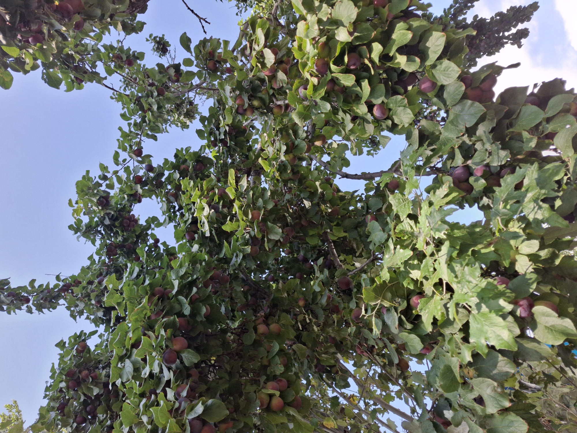 In Jeti-Ögüz, Kyrgyzstan, this image depicts a plum tree laden with ripe fruit against a clear blue sky. The branches are densely covered with green leaves, interspersed with numerous dark red plums. The low-angle perspective looks up into the canopy of the tree, emphasizing the abundance of fruit and foliage. The sunlight filters through the leaves, creating dappled light and shadow throughout the scene. No people are visible in the frame, and the environment appears to be a natural outdoor setting, likely a garden or orchard, given the presence of the fruit-bearing tree.