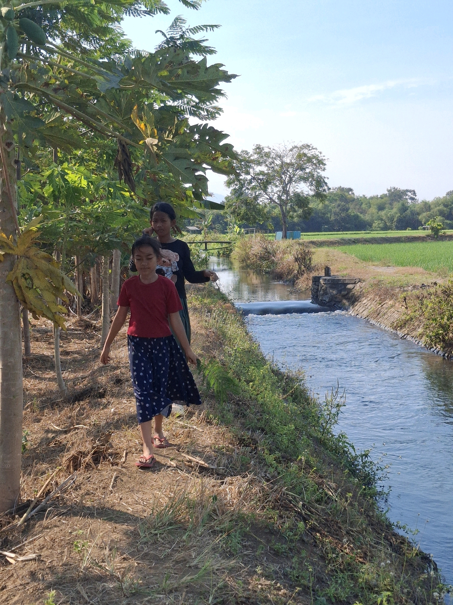 Two young girls walk along a dirt path next to a canal in Rogotrunan, Indonesia. The girl in the foreground, wearing a red shirt and a blue and white polka-dot skirt, walks with her head down. Behind her, a girl in a black shirt with a cartoon character on it looks towards the camera. To their left is a row of papaya trees. The canal, with a small waterfall, is to their right, bordered by green grass and reeds. In the background, a lush green field stretches towards a treeline under a clear blue sky.