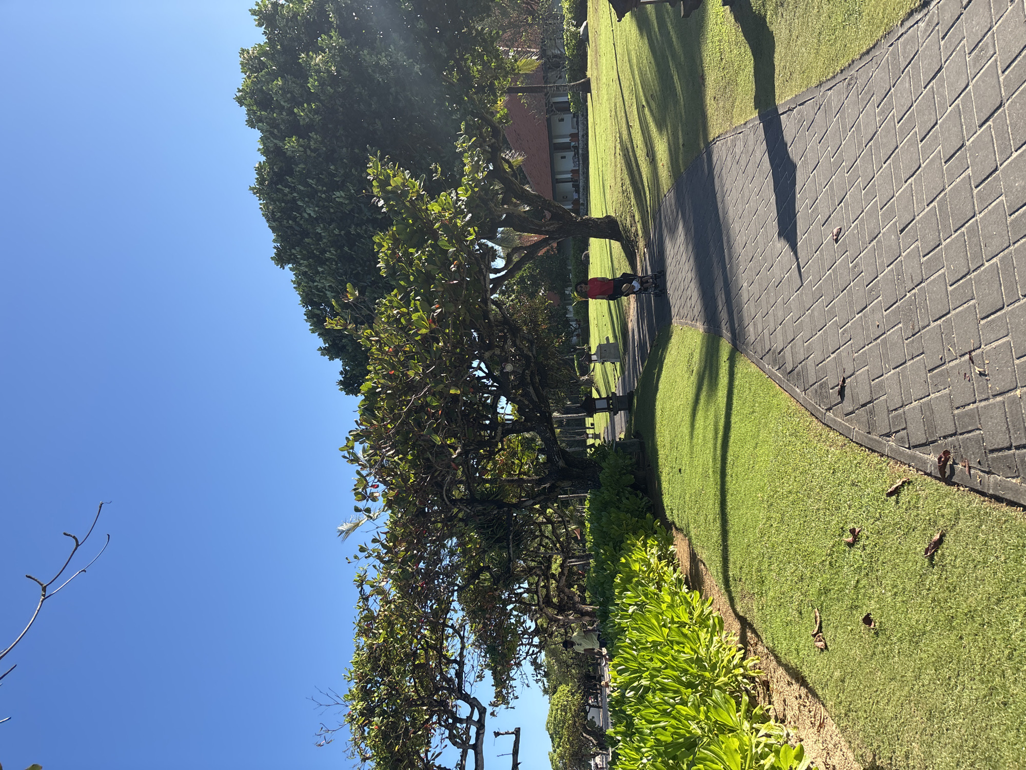 The image captures a sunny day in Kuta Selatan, Indonesia. A gray brick path curves through green grass bordered by lush green shrubs. A large, leafy tree casts a shadow over the path and grass. A person in a red shirt is walking along the path, near a tree, seemingly pushing something. There are other trees in the background, one notably larger than the rest. The sky is clear blue. The scene appears to be a park or landscaped area.