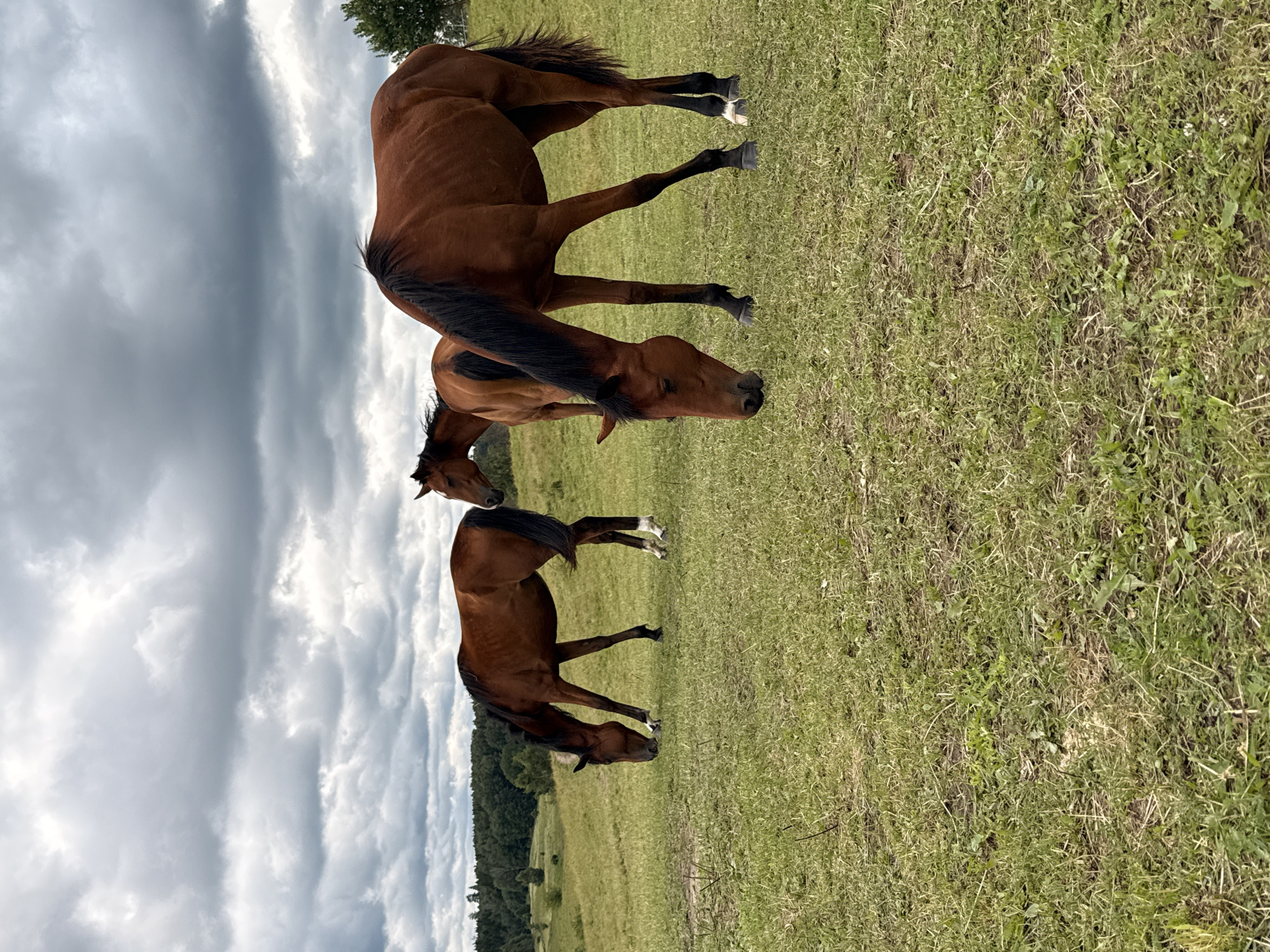 This image depicts three brown horses grazing in a grassy field under a cloudy sky. The horses are positioned at varying distances from the viewer, with one in the foreground to the right, another in the middle ground to the left, and a third slightly further back. The environment appears to be a rural landscape with rolling hills and a treeline in the background. The sky is filled with heavy, dark clouds, suggesting overcast weather. The horses are the primary subjects, all with their heads lowered to the ground, engaged in eating grass. The scene is set in the vicinity of Galinė, Lithuania, a location known for its natural landscapes and pastoral settings.