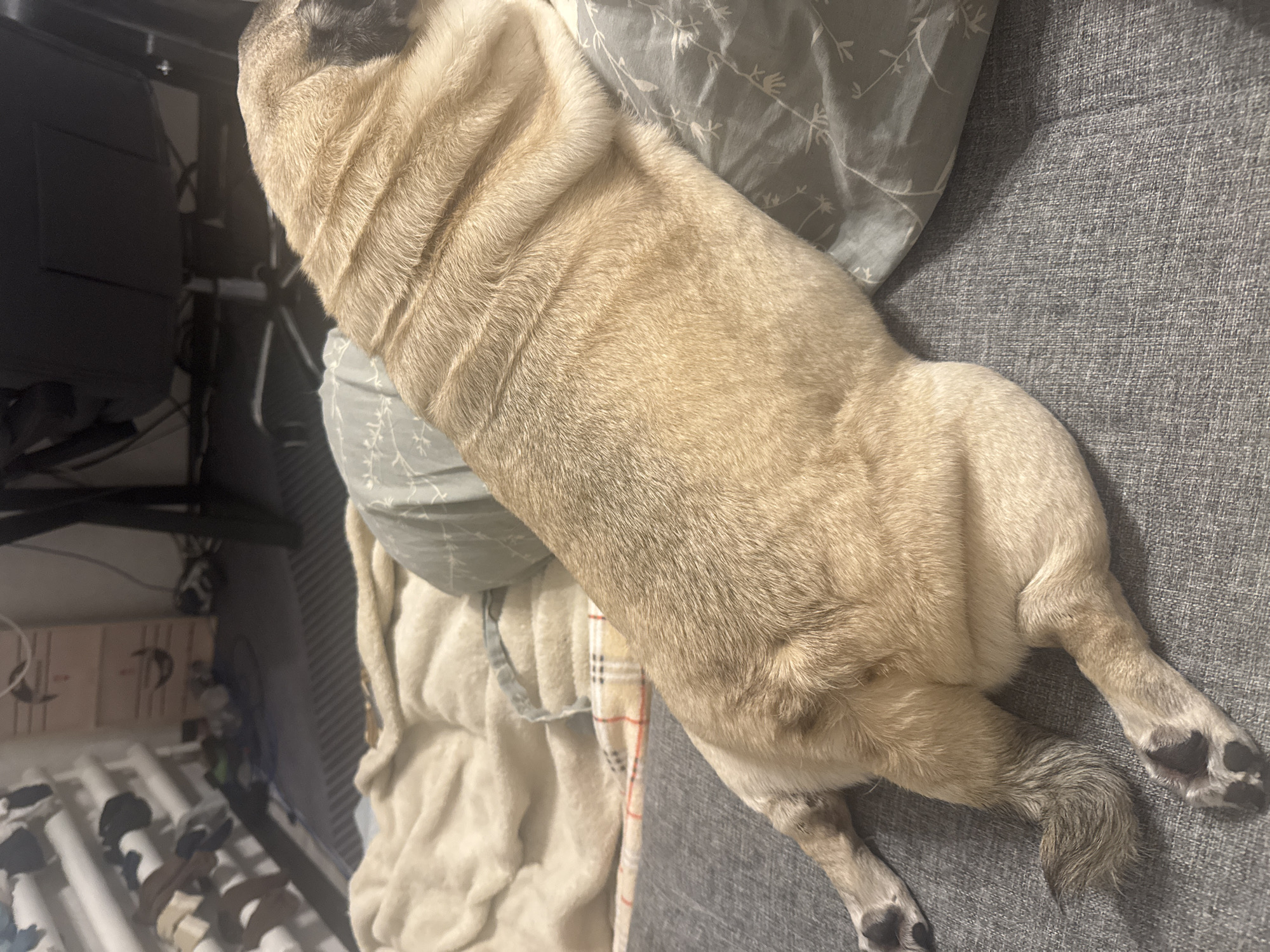 A fawn-colored pug is resting on a gray couch next to a patterned pillow and a beige blanket. The pug is lying on its side, with its hind legs splayed out. The pug's tail is curled up. The couch is in a room with a radiator and a desk with a chair in the background. The lighting is dim, and the image is taken from a high angle.