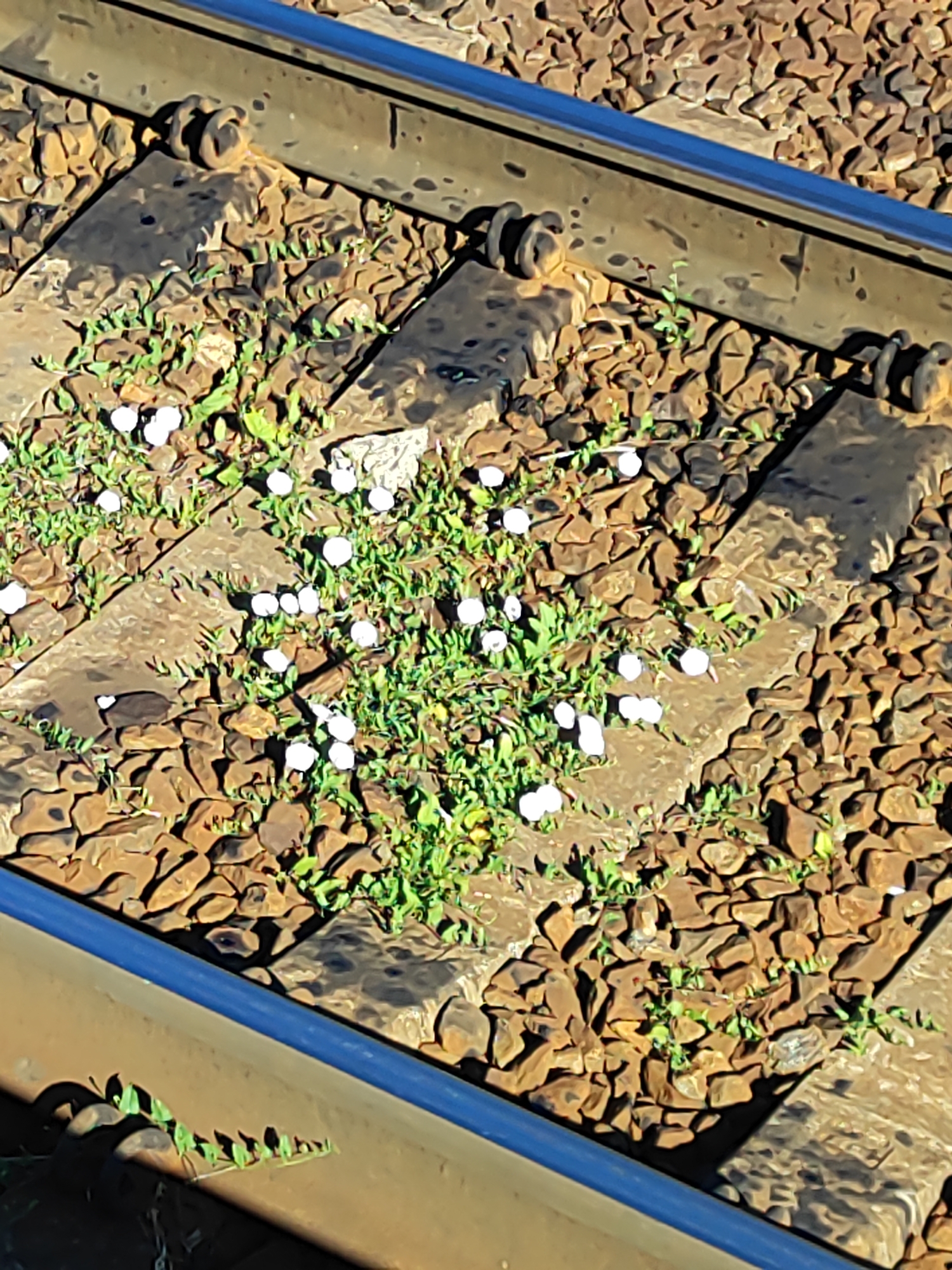 An overhead, close-up shot shows a section of train tracks in an outdoor environment. The tracks consist of two parallel metal rails, one of which is a darker, dull blue and the other a rusty brown. The rails are laid upon a bed of gravel and interspersed with concrete railway sleepers. Green vegetation, including grass and small plants with white flowers, is growing between the gravel and on top of the sleepers. The lighting suggests it is daytime, casting shadows across the scene. There are no people or animals visible in the image.