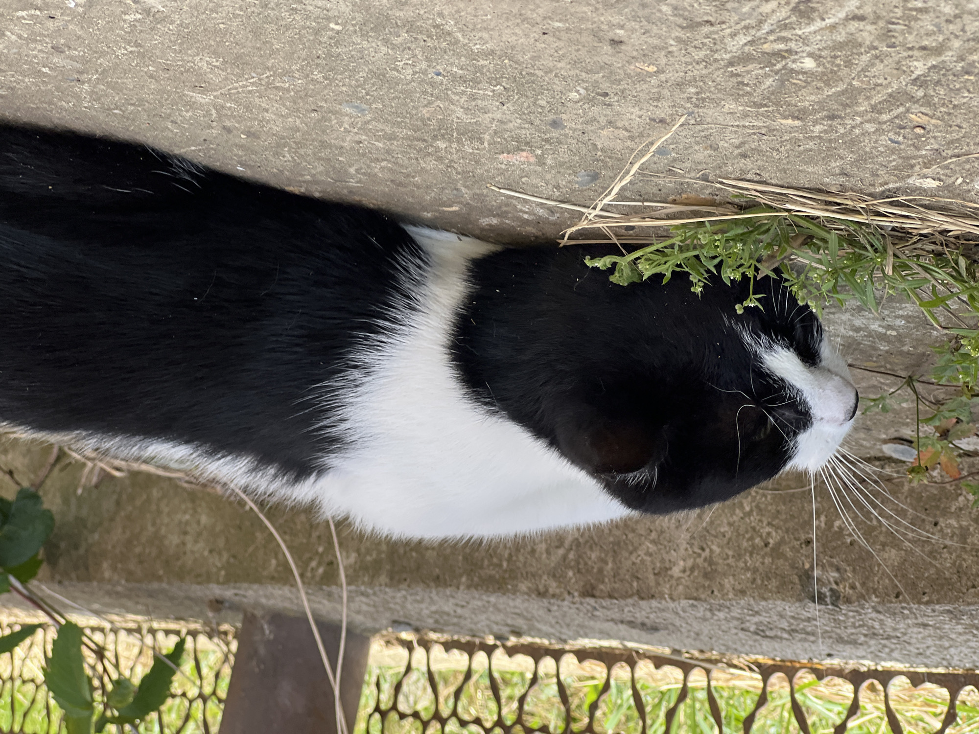 A black and white cat is resting on a concrete surface next to a low concrete barrier. The cat is lying on its side with its head turned towards a patch of grass and straw. The background shows a metal fence and some green foliage. The scene is outdoors, likely in a residential area or park, given the presence of the concrete structures and vegetation. The image is taken from a slightly elevated angle, looking down at the cat.