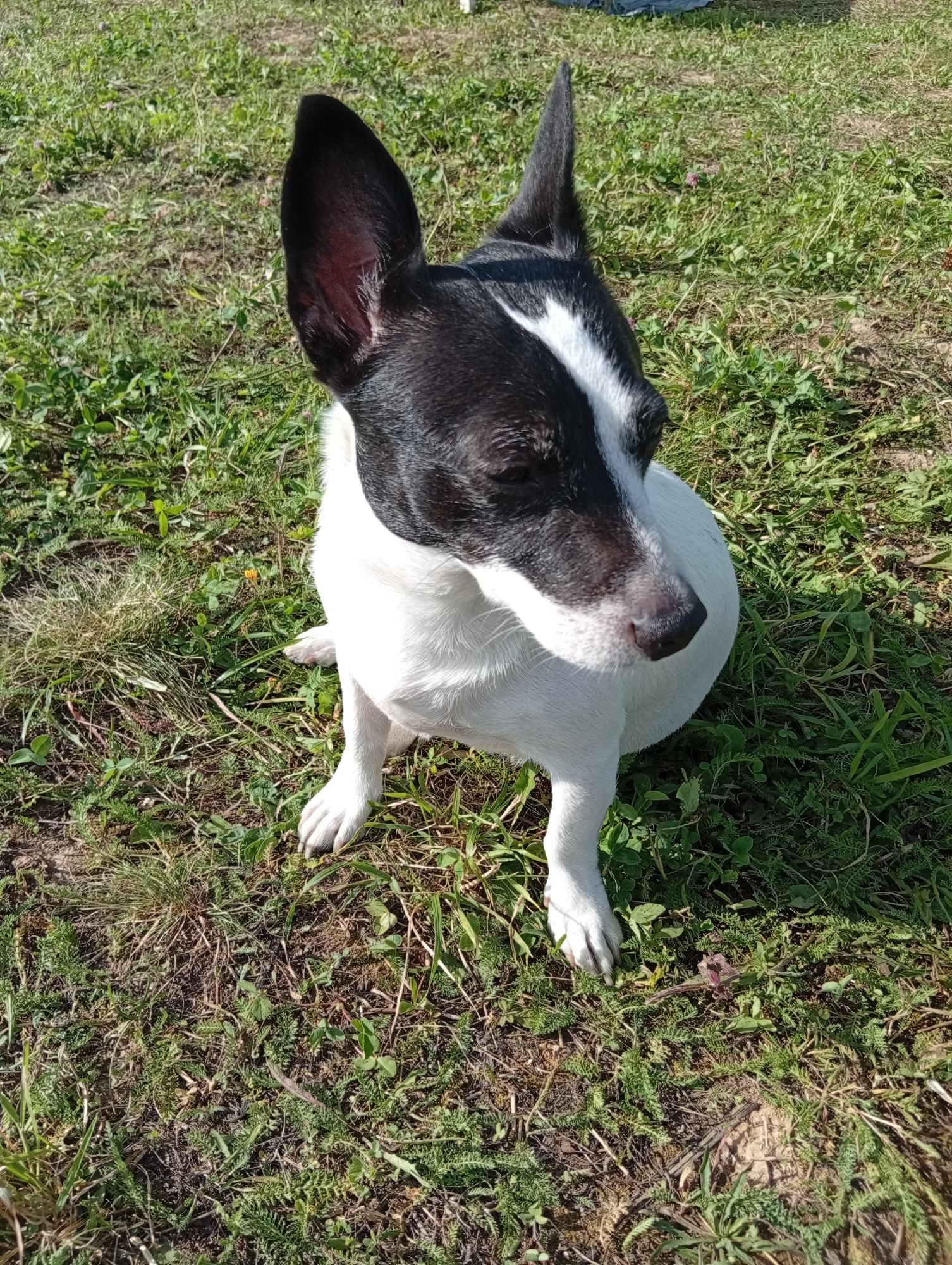 A medium shot captures a black and white Jack Russell Terrier sitting on a grassy area under bright sunlight. The dog is positioned in the center of the frame, facing towards the right. Its fur is primarily white with distinct black markings on its head and ears. One ear is erect and pointed upwards, while the other is slightly flopped forward. The dog's eyes are dark, and its nose is black. Its front paws are visible, planted firmly on the ground. The background consists of a natural environment with a mix of green grass, dry patches, and some small wild plants. The lighting suggests it is daytime, casting shadows on the ground. The image does not contain any discernible elements that would indicate a specific location within the city of Папино, Russia.