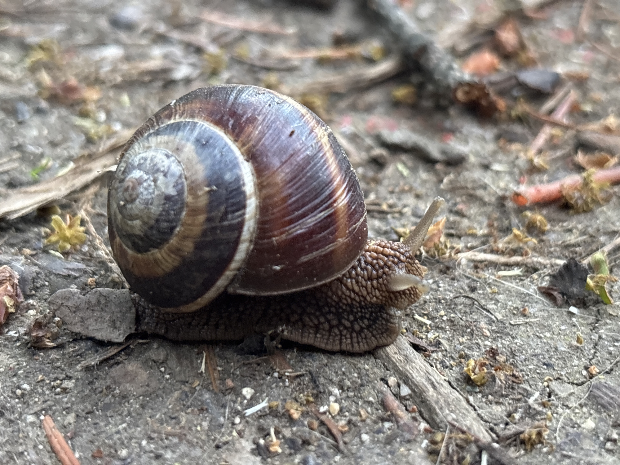 A close-up, outdoor shot captures a snail on a granular, earthy surface. The snail's shell is a spiral of brown and dark brown, with subtle lighter brown stripes. Its body, visible from the side, is a textured brown, and its head is extended, with two slender tentacles pointing forward and upwards. The snail is positioned on a path or ground covered in small stones, dry leaves, twigs, and bits of organic debris. The background is out of focus, suggesting a natural or garden setting. There is no indication of the city of Sofia, Bulgaria.