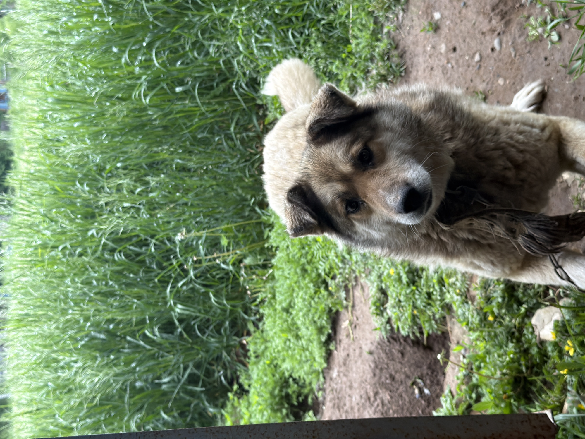 The image displays a fluffy, medium-sized dog looking directly at the camera. The dog, positioned on the right side of the frame, has a mix of light tan and darker grey-brown fur, especially noticeable on its face and ears. Its head is slightly tilted, and it wears a collar with a chain partly visible around its neck.
To the left of the dog, and occupying most of the left half of the frame, is a dense patch of vibrant green grass. Numerous water droplets or dew cling to the individual blades of grass, suggesting recent moisture. Below the dog, the ground transitions to reddish-brown dirt or soil, with scattered patches of green vegetation and small yellow flowers. A dark, horizontal bar, possibly part of a fence or gate, is visible along the bottom edge of the image.
The scene is outdoors, set in daylight. The dog appears calm and curious. The overall image is rotated 90 degrees clockwise from a typical upright orientation. There is no visible text. The location context is Marakushi, Russia.