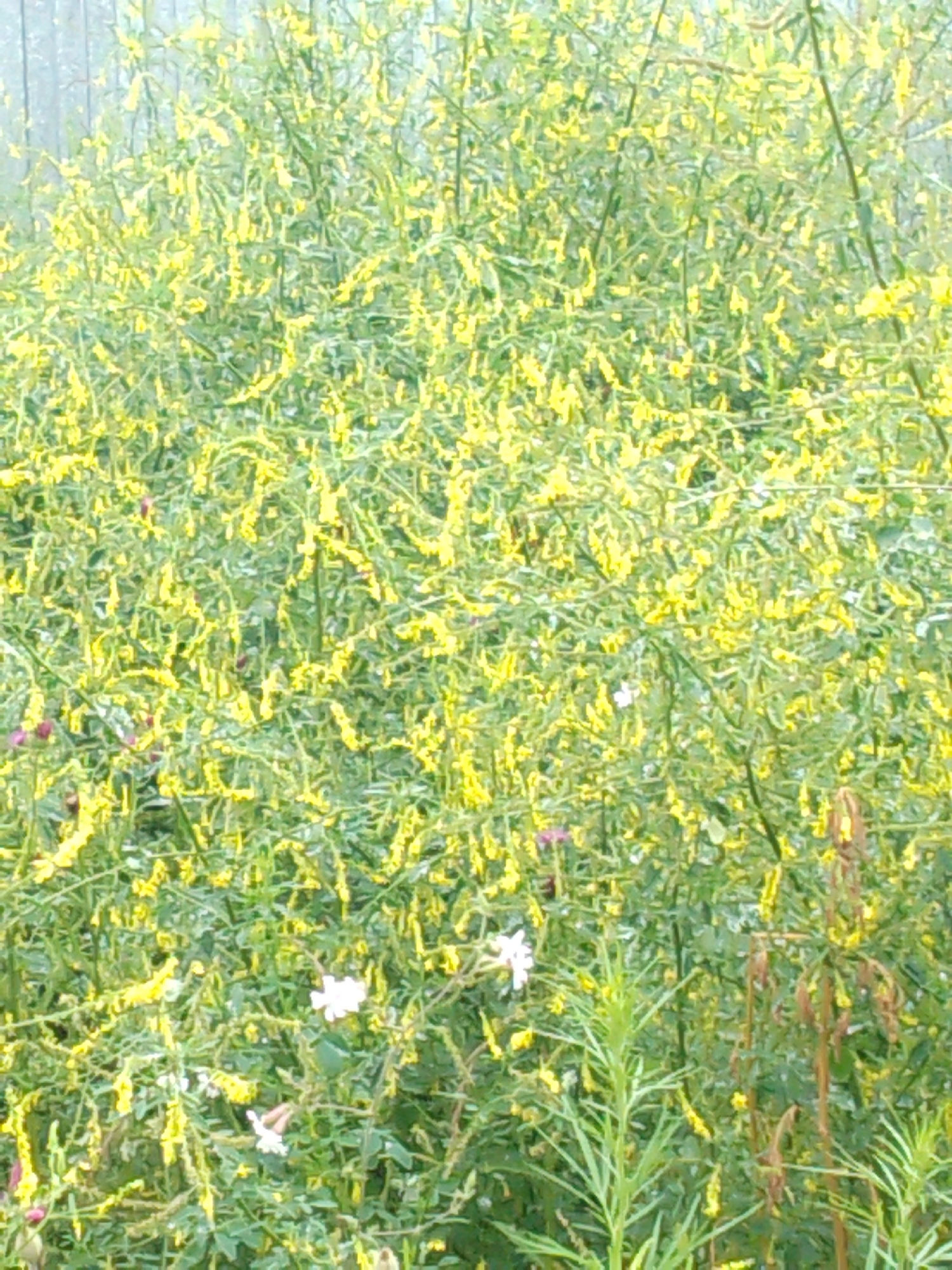 The image depicts a close-up view of a dense cluster of yellow flowers with green foliage. The flowers appear small and clustered along the stems of a plant. Some white flowers are also visible interspersed among the yellow ones. In the background, a vertical wooden fence can be partially seen, suggesting an outdoor setting. The overall impression is one of abundant, wild vegetation. The image does not contain any people, actions, or interactions. The location in Khabarovsk, Russia, cannot be determined from the visual information provided.