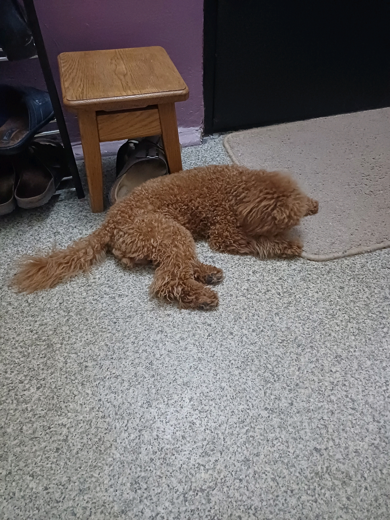 A light brown poodle is lying on a speckled floor in what appears to be a hallway or entryway. To the left of the dog is a wooden stool with a dark metal shoe rack underneath. The shoe rack holds several pairs of shoes. To the right of the dog is a beige rug. The wall behind the shoe rack is painted purple, and a dark door is visible on the right side of the image. The overall lighting suggests it is indoors during the daytime. The scene is consistent with a residential or common area in Kyiv, Ukraine.