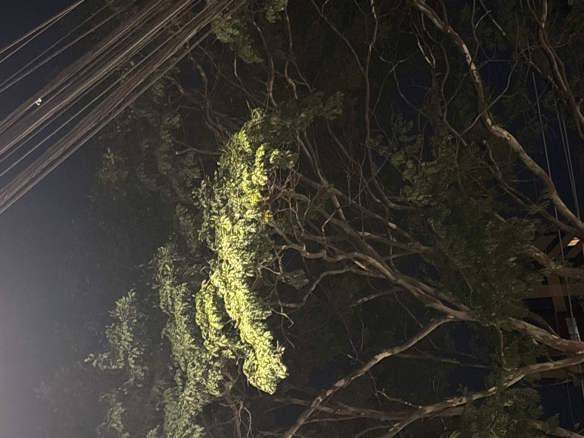 The image shows a nighttime view of trees and power lines in São Paulo, Brazil. The trees are dense and leafy, with branches reaching across the frame. Some of the leaves are illuminated by artificial light, creating a dramatic effect. Power lines are visible in the upper right corner, crisscrossing the sky. The background is dark and out of focus, suggesting a shallow depth of field. The overall mood of the image is mysterious and slightly ominous.