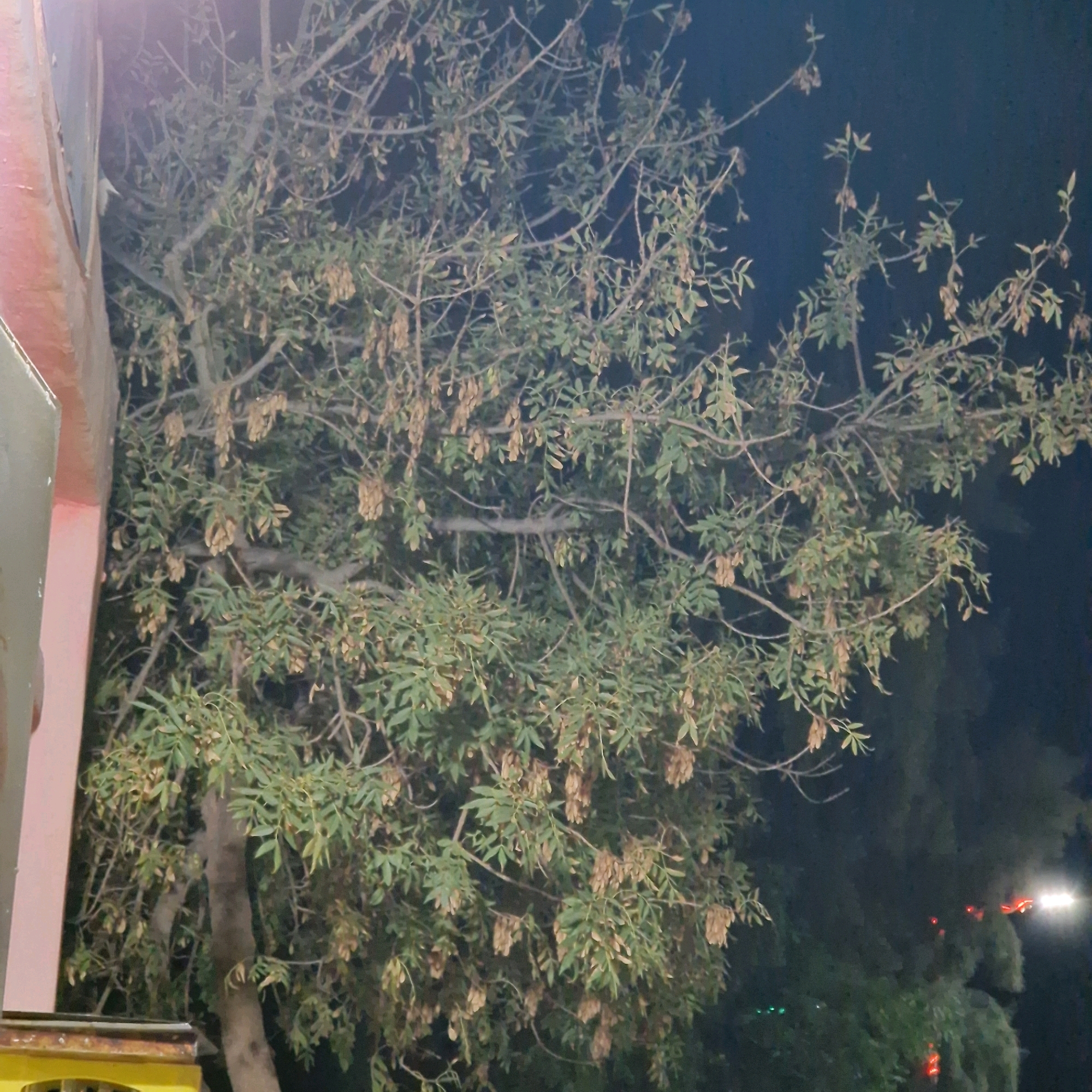 The image shows a tree with green leaves and dried seed pods at night. A reddish-pink structure is partially visible on the left side of the frame, and a yellow object is in the lower left corner. In the background, there are faint lights, suggesting an urban environment. The scene appears to be located in Makman Ben Ammar, Algeria.
